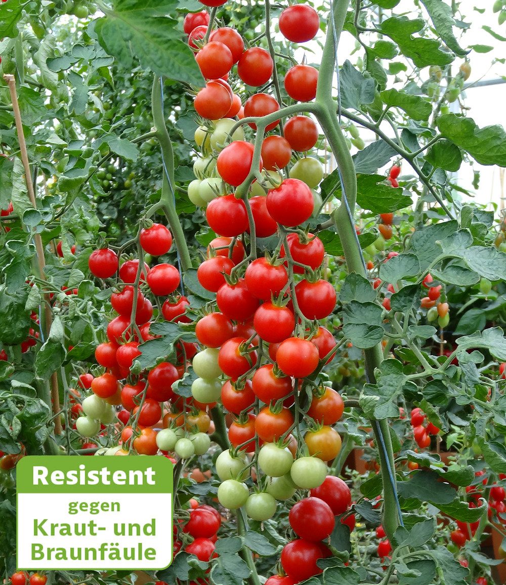 BALDUR Garten Gemüsepflanze Die kleine Tomatenfabrik® 'Consuelo' F1, 1 St., Cocktailtomaten, essbar, pflegeleicht