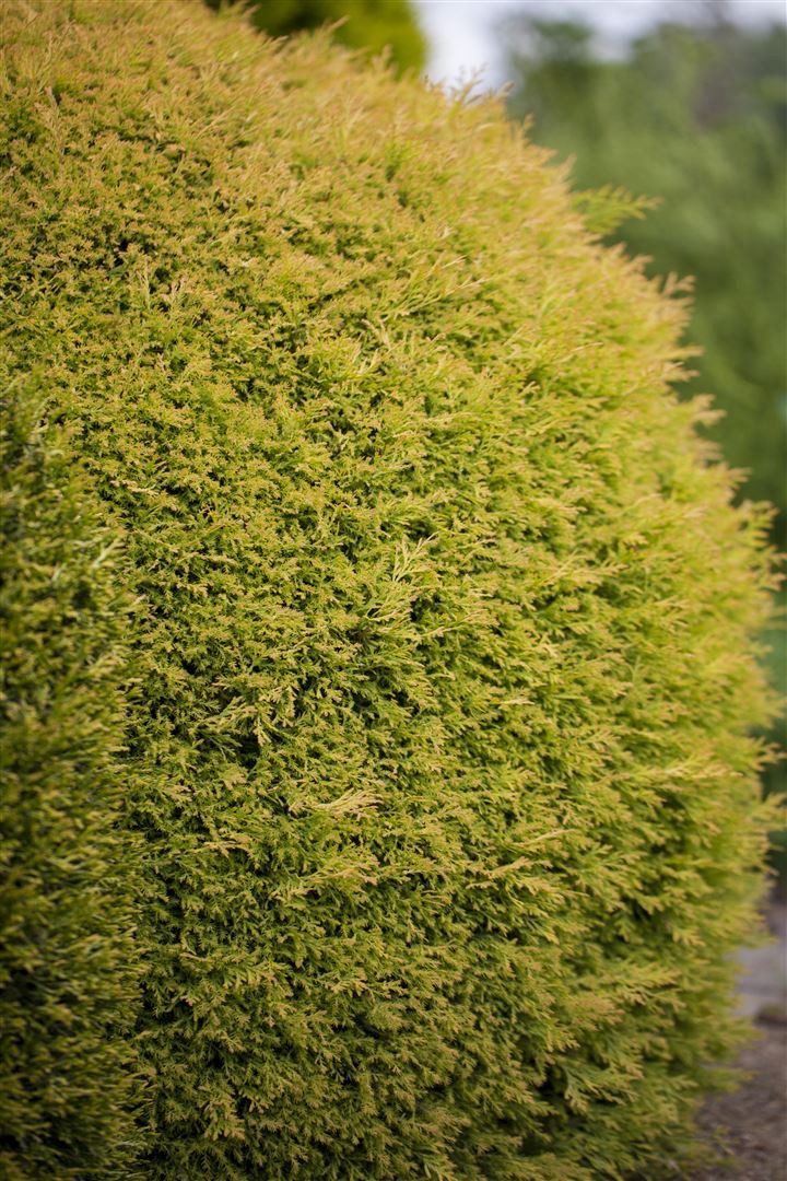Pflanzen für Dich Konifere Thuja occ. Rheingold, 1 St., Lebensbaum, Abendländischer Lebensbaum, goldgelb, kompaktwüchsig