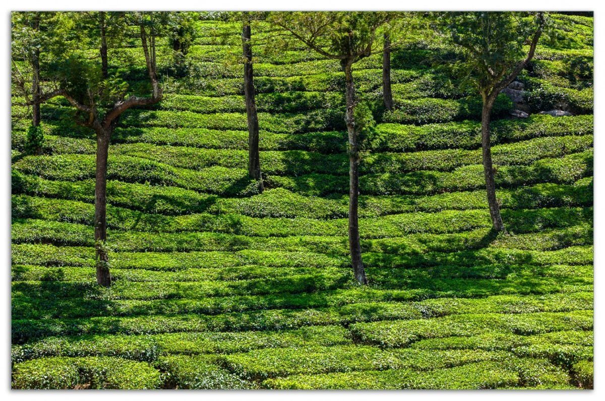 Wallario Herd-Abdeckplatte Teeplantagen zwischen Bäumen in Indien, ESG-Sicherheitsglas, (Glasplatte, 1 tlg., inkl. 5mm Noppen), verschiedene Größen