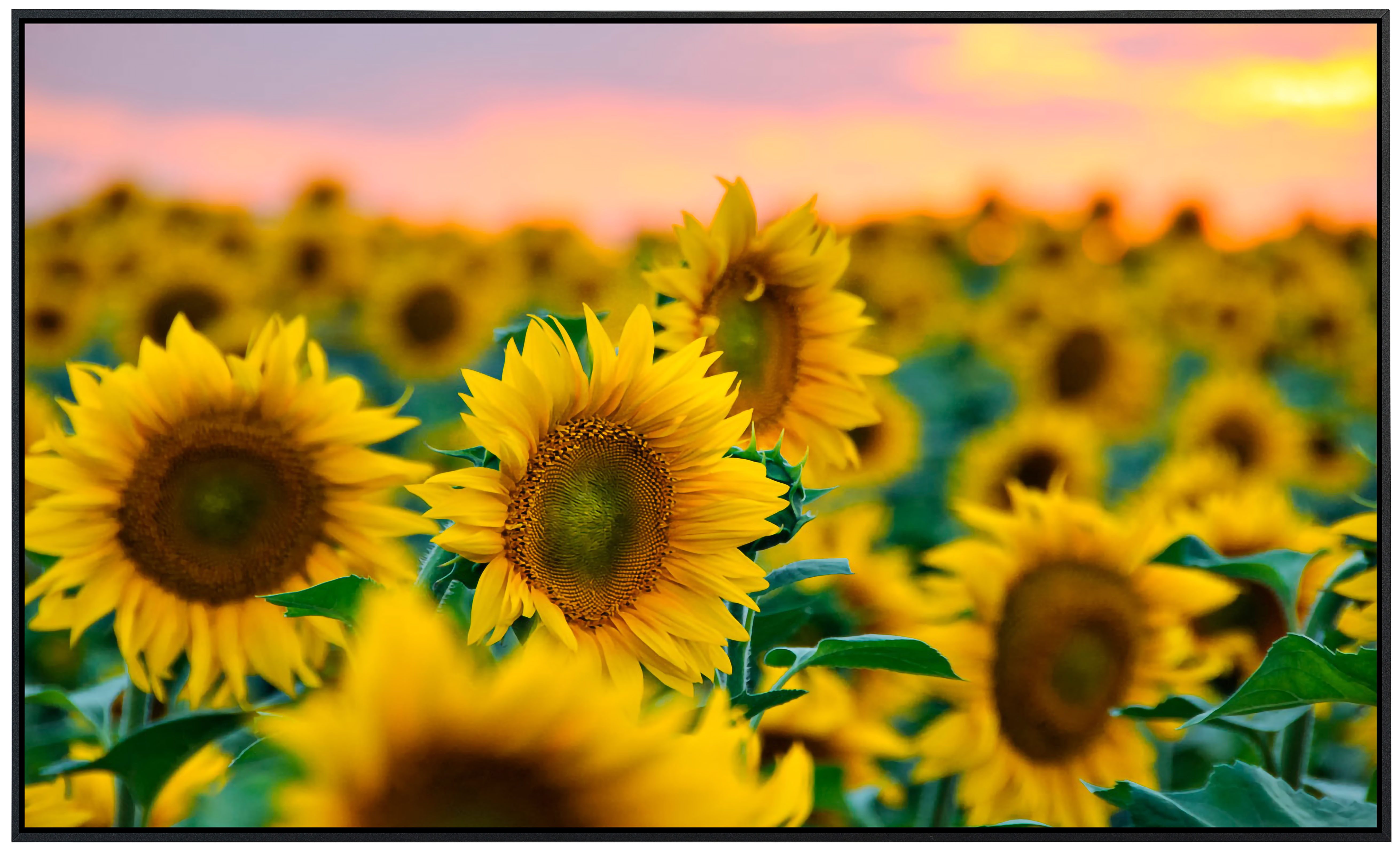 Papermoon Infrarotheizung INFRAROT-BILD-HEIZUNG, Feld der Sonnenblumen, günstig online kaufen