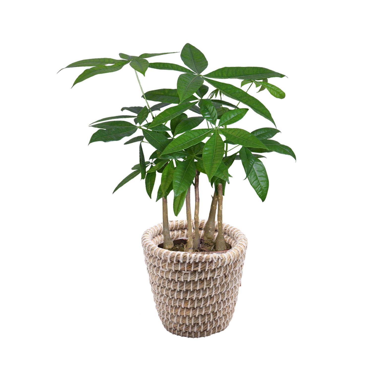 Green Me Up Zimmerpflanze Glückskastanie mit mehreren Stämmen, im 16–17 cm Topf, 50–60 cm hoch, pflegeleicht & ungiftig, ideal für Wohnzimmer, Büro & Katzenhaushalte