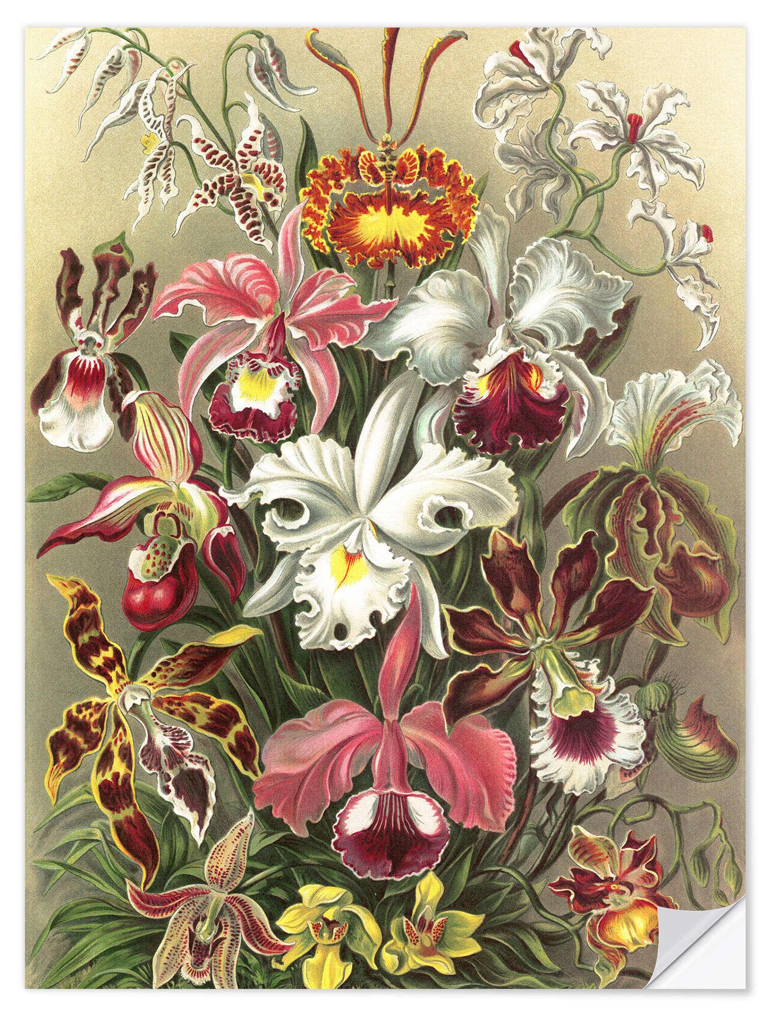 Posterlounge Wandfolie Ernst Haeckel, Orchideen, Orchidae (Kunstformen der Natur, 1899), Esszimmer Vintage Grafikdesign