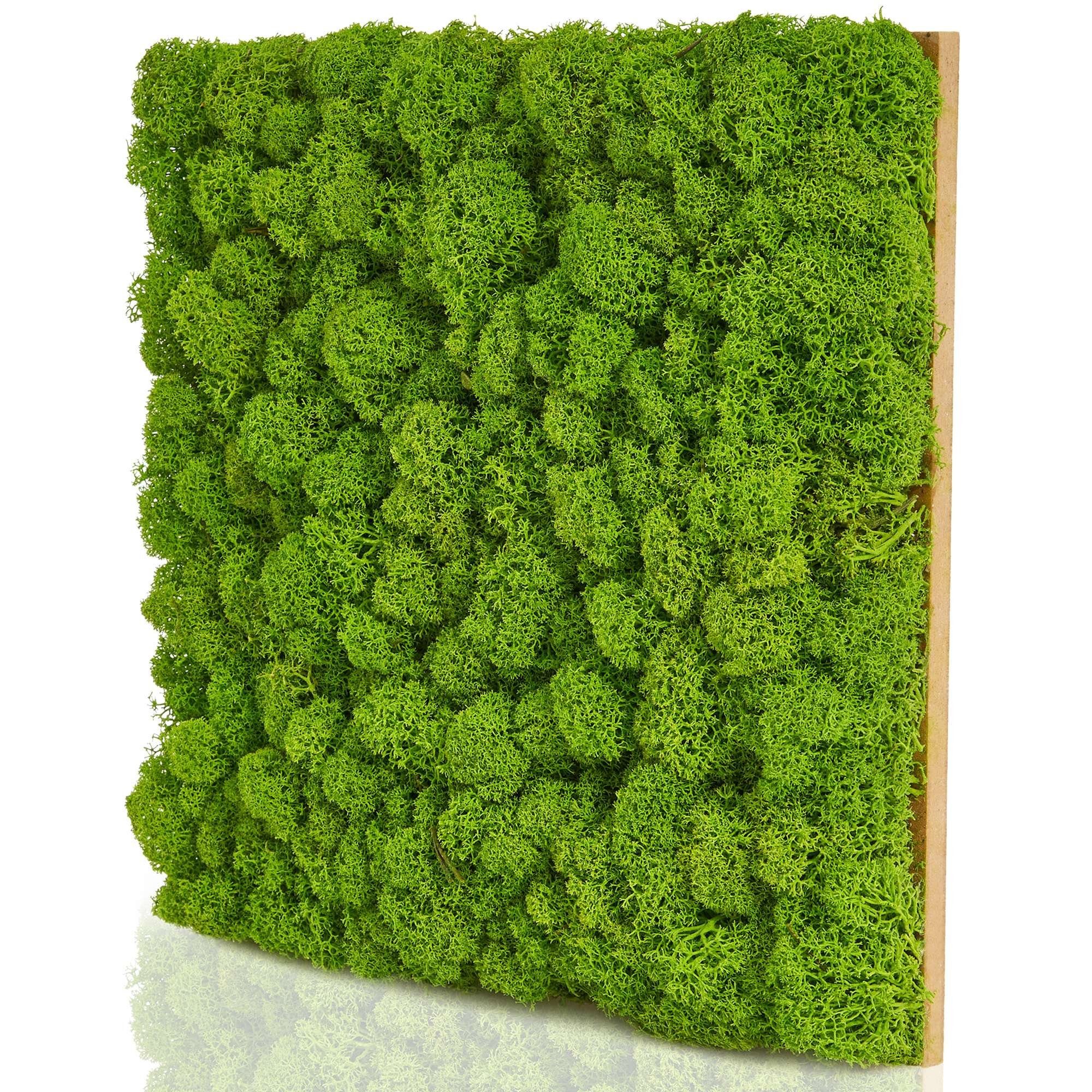 naturewalls Wandpaneel Moospaneele BASIC 25x25 - günstig online kaufen