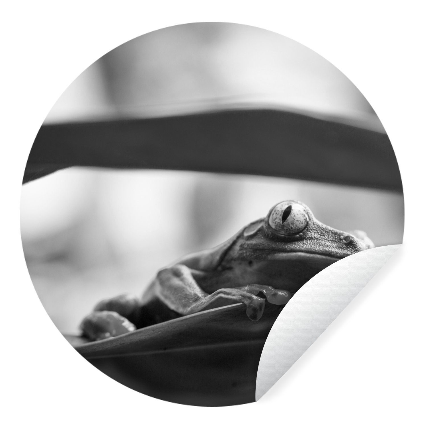 MuchoWow Wandsticker Frösche in der Natur Costa Ricas in Schwarz und Weiß (1 St), Tapetenkreis für Kinderzimmer, Tapetenaufkleber, Rund, Wohnzimmer