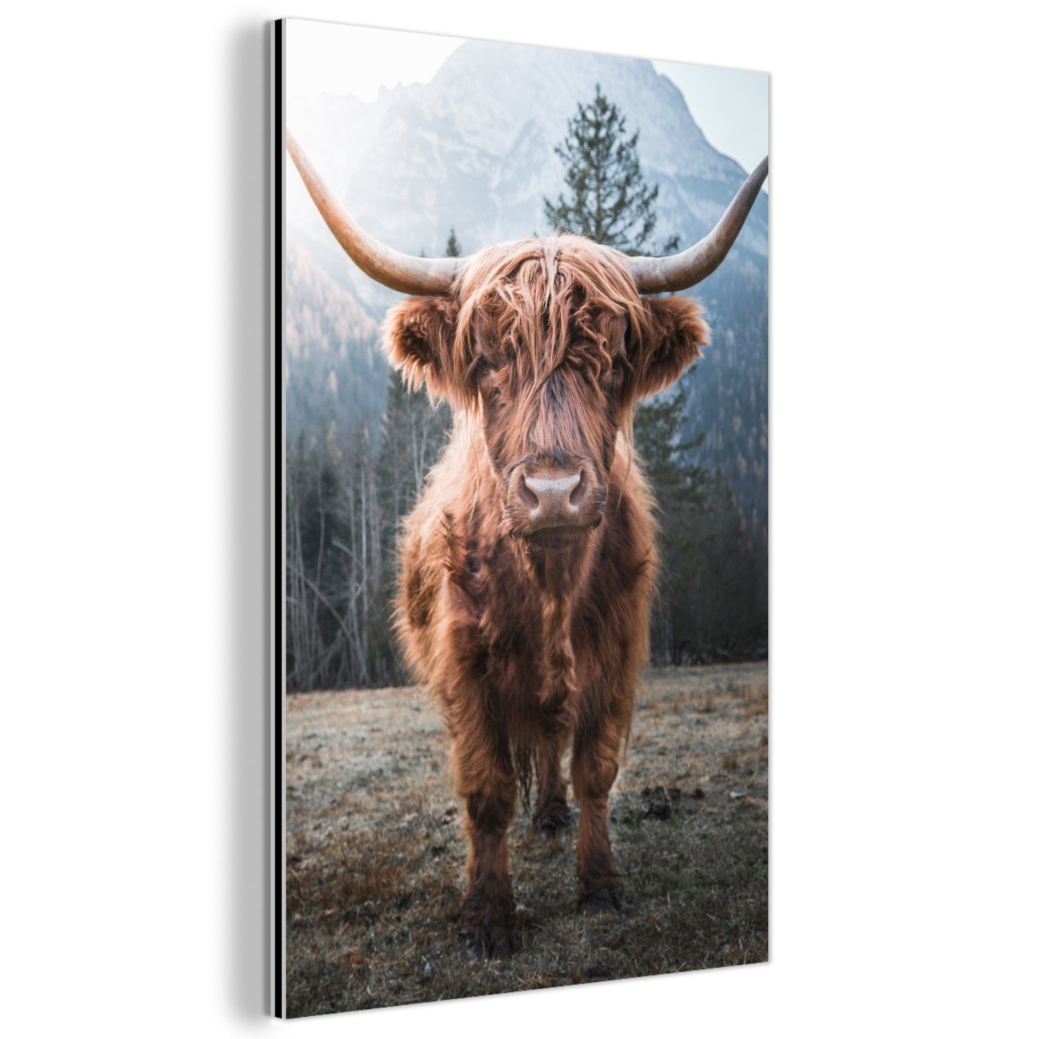 MuchoWow Metallbild Schottischer Hochländer - Kuh günstig online kaufen