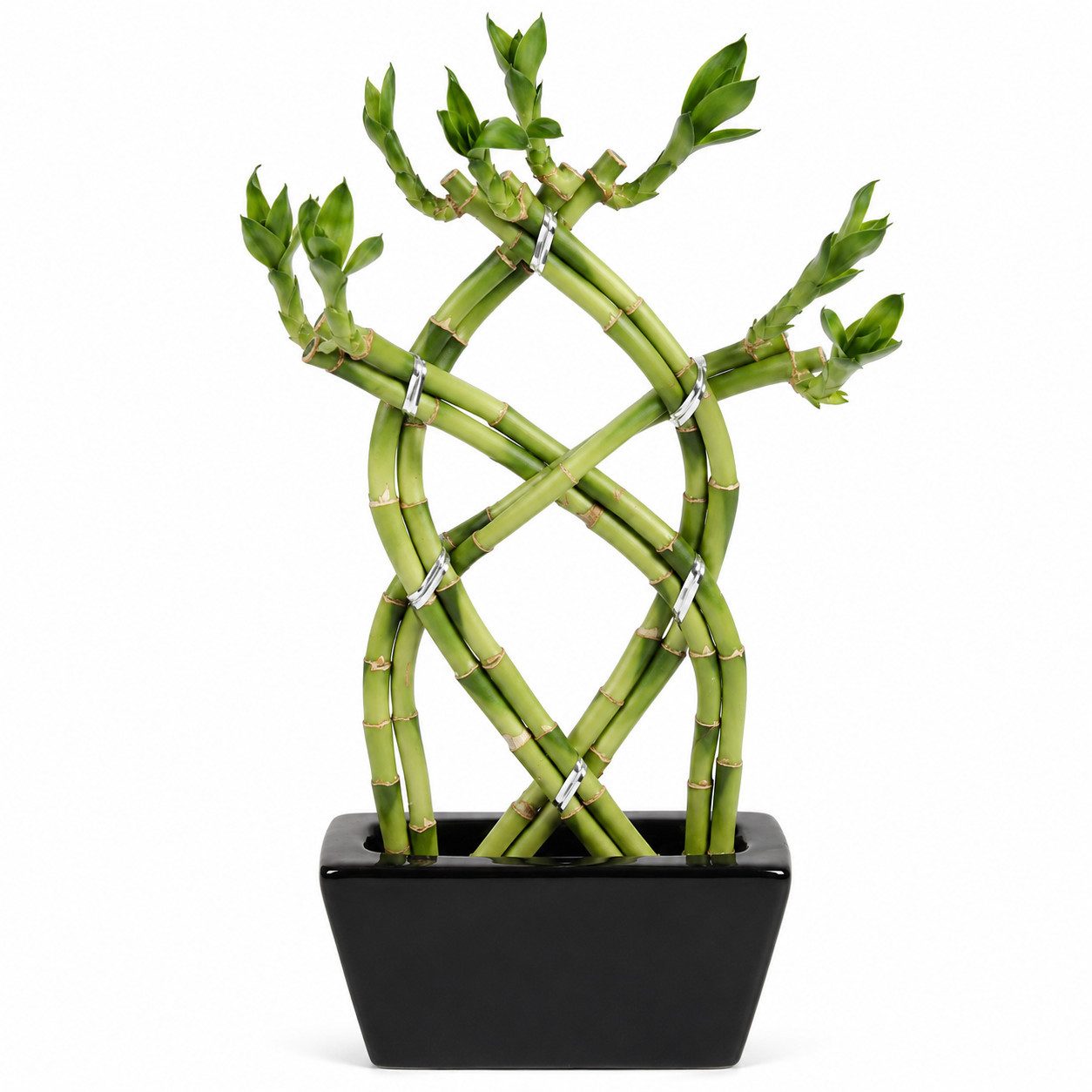 Exotenherz Zimmerpflanze Lucky Bamboo 3 Ebenen geflochten schwarz