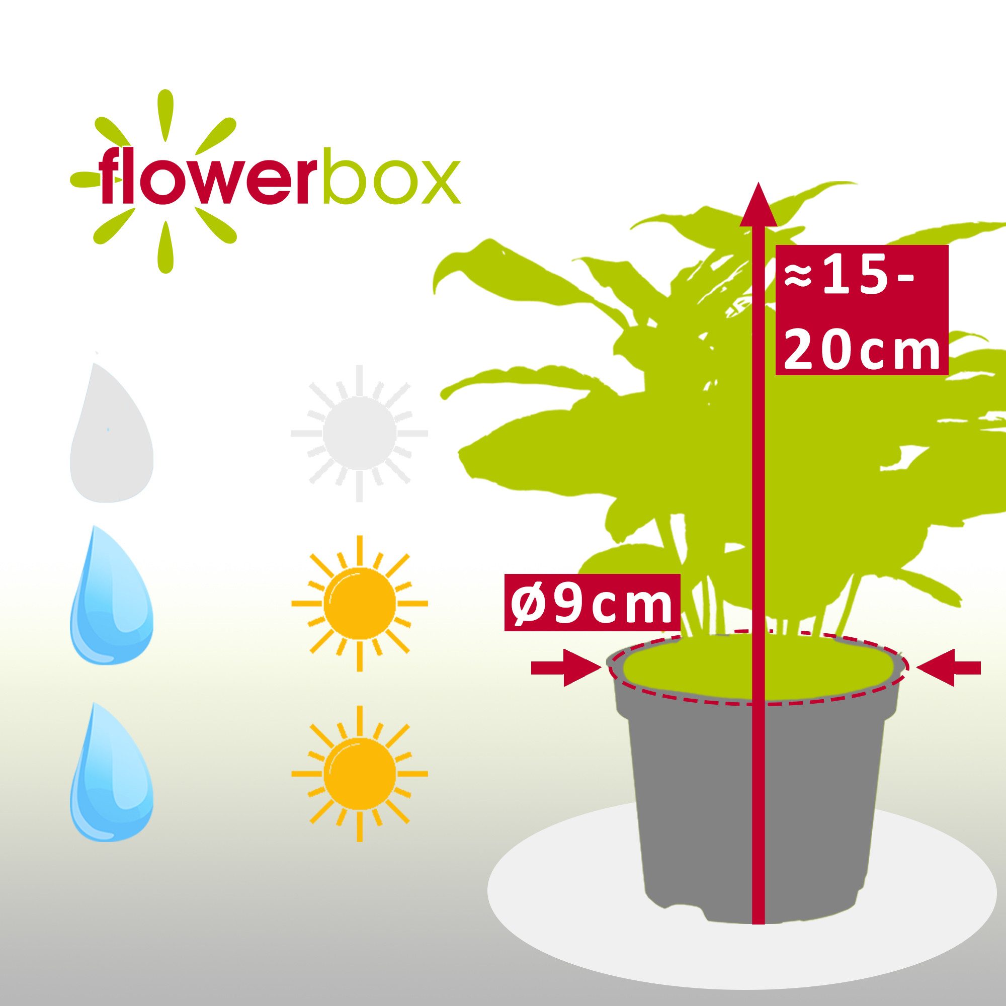 Flowerbox Zimmerpflanze Kaffeepflanze - Coffea Arabica, pflegeleicht - Höhe ca. 15-20 cm, Topf-Ø 9 cm – Bild 4 von 5