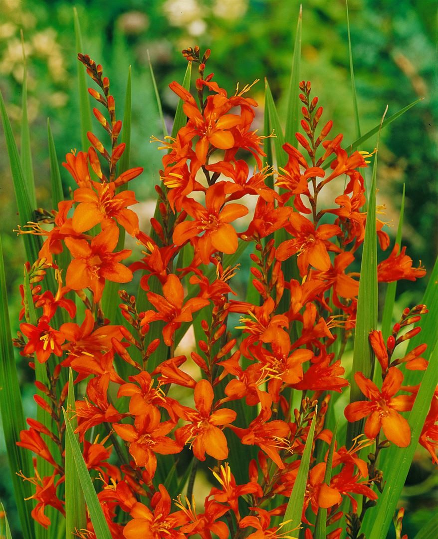 Pflanzen für Dich Staude Crocosmia masoniorum, 1 St., Montbretie, Garten-Montbretie