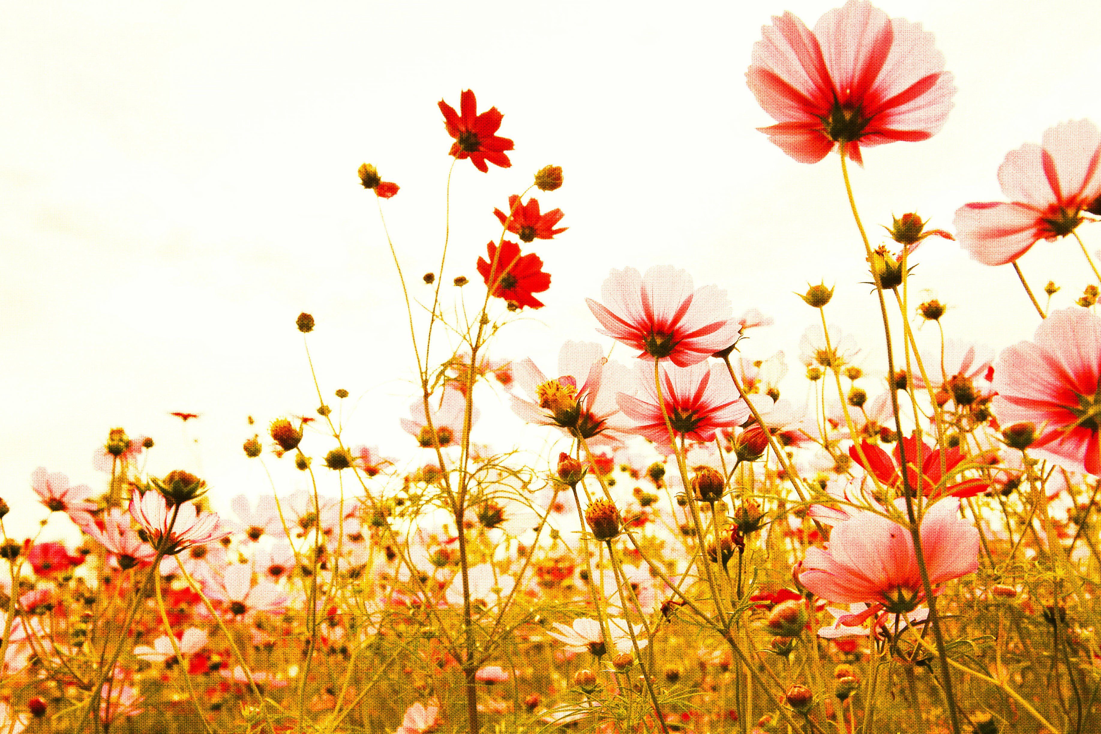 St), Keilrahmen Leinwandbild Blumenwiese Création Flower weiß, Mohnblume Meadow, (1 rot, Blumen grün A.S.