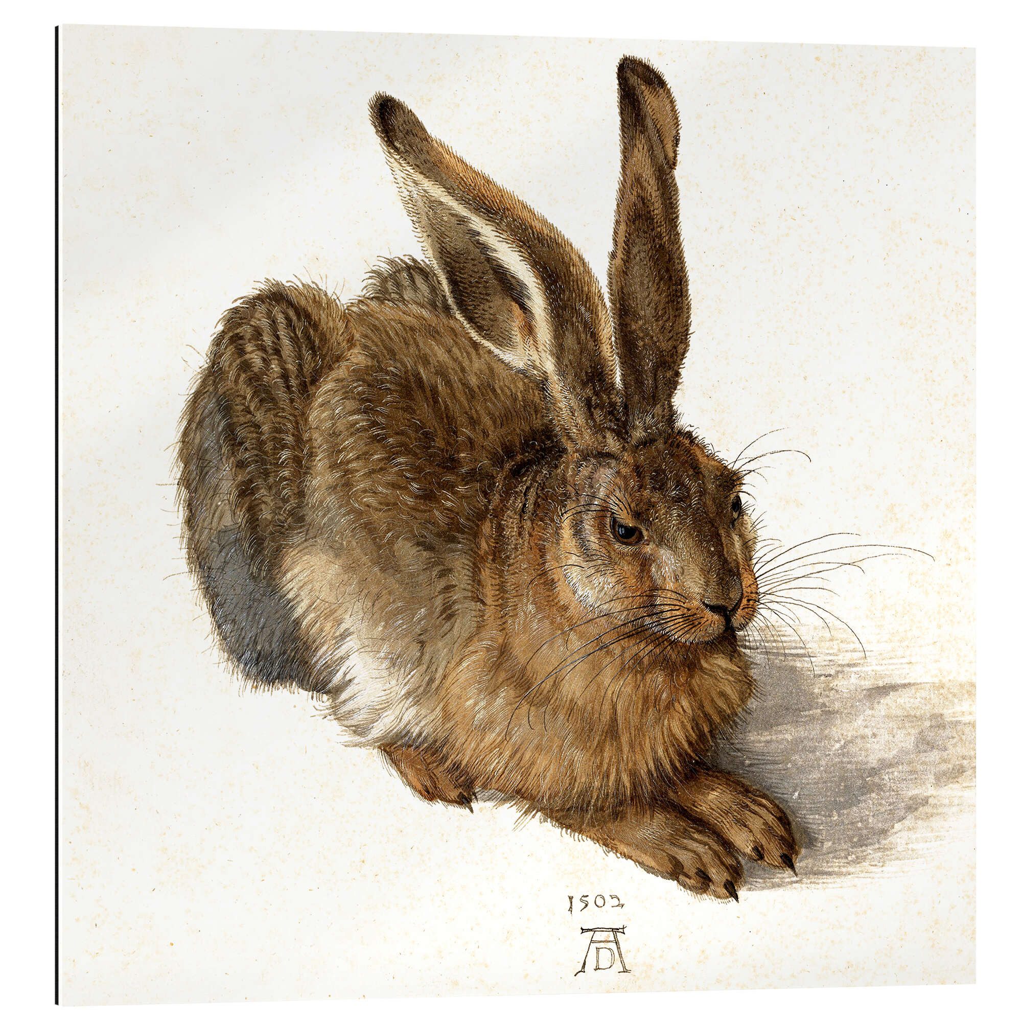 Posterlounge XXL-Wandbild Albrecht Dürer, Hase, Wohnzimmer Illustration