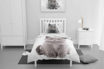 Bettwäsche süßes Katzenbaby Britisch Kurzhaar 135x200 cm, 80x80cm Baumwolle, Häßler Homefashion, Baumwolle, 2 teilig