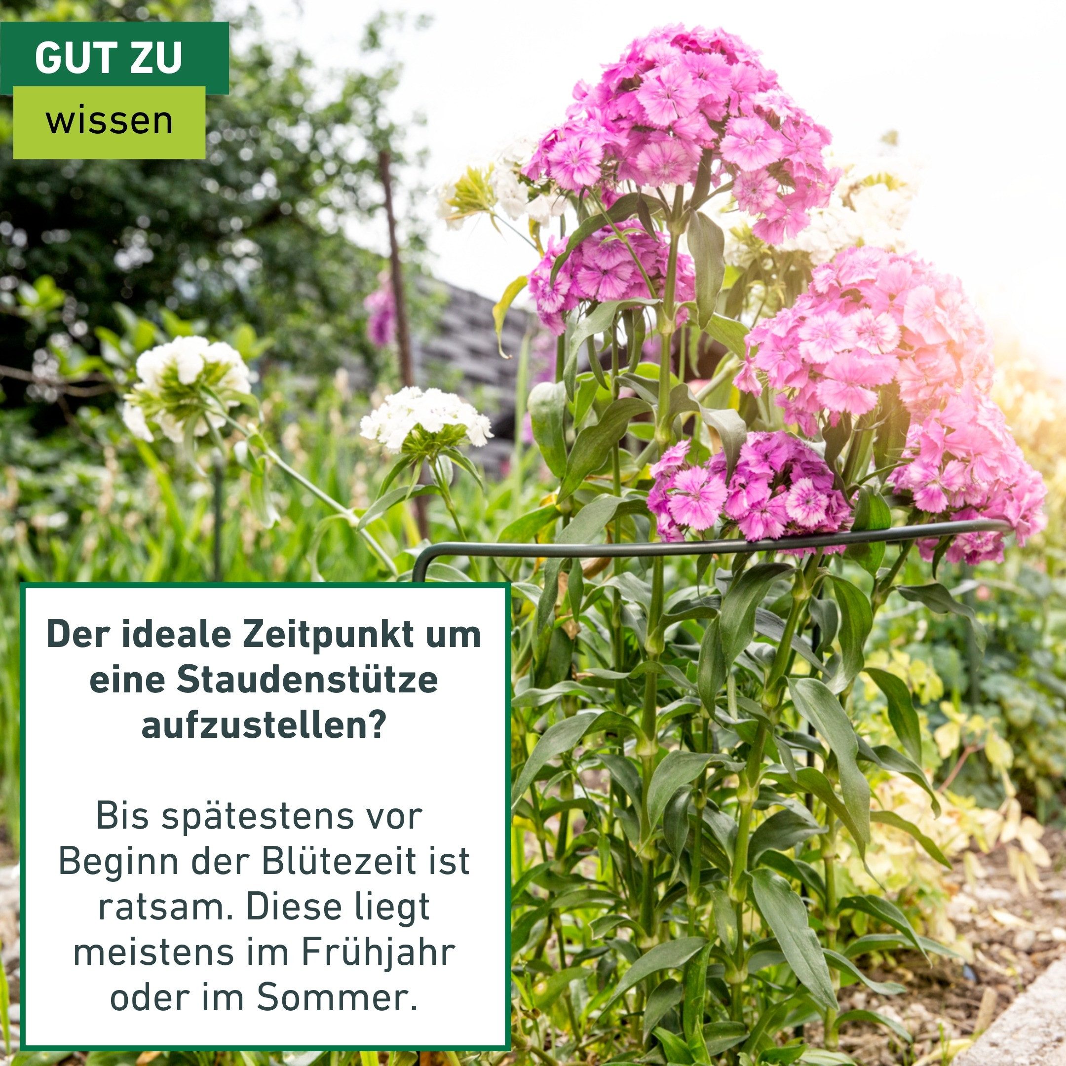 Windhager Rankhilfe für optimalen Pflanzenwuchs, Staudenstütze, 1 St., Pflanzstab erhältlich in unterschiedlichen Größen – Bild 5 von 5