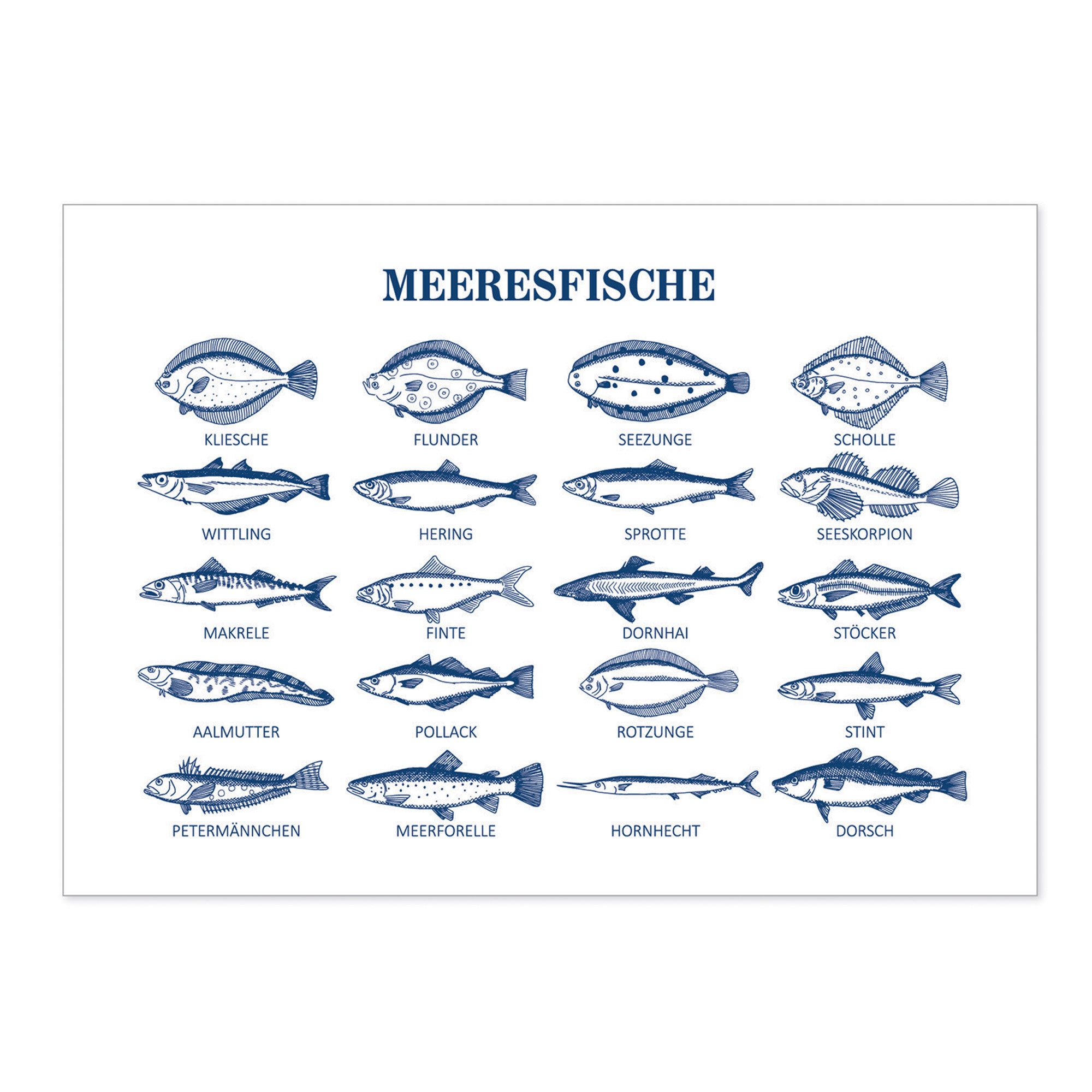 Postkarte Postkarte Meeresfische