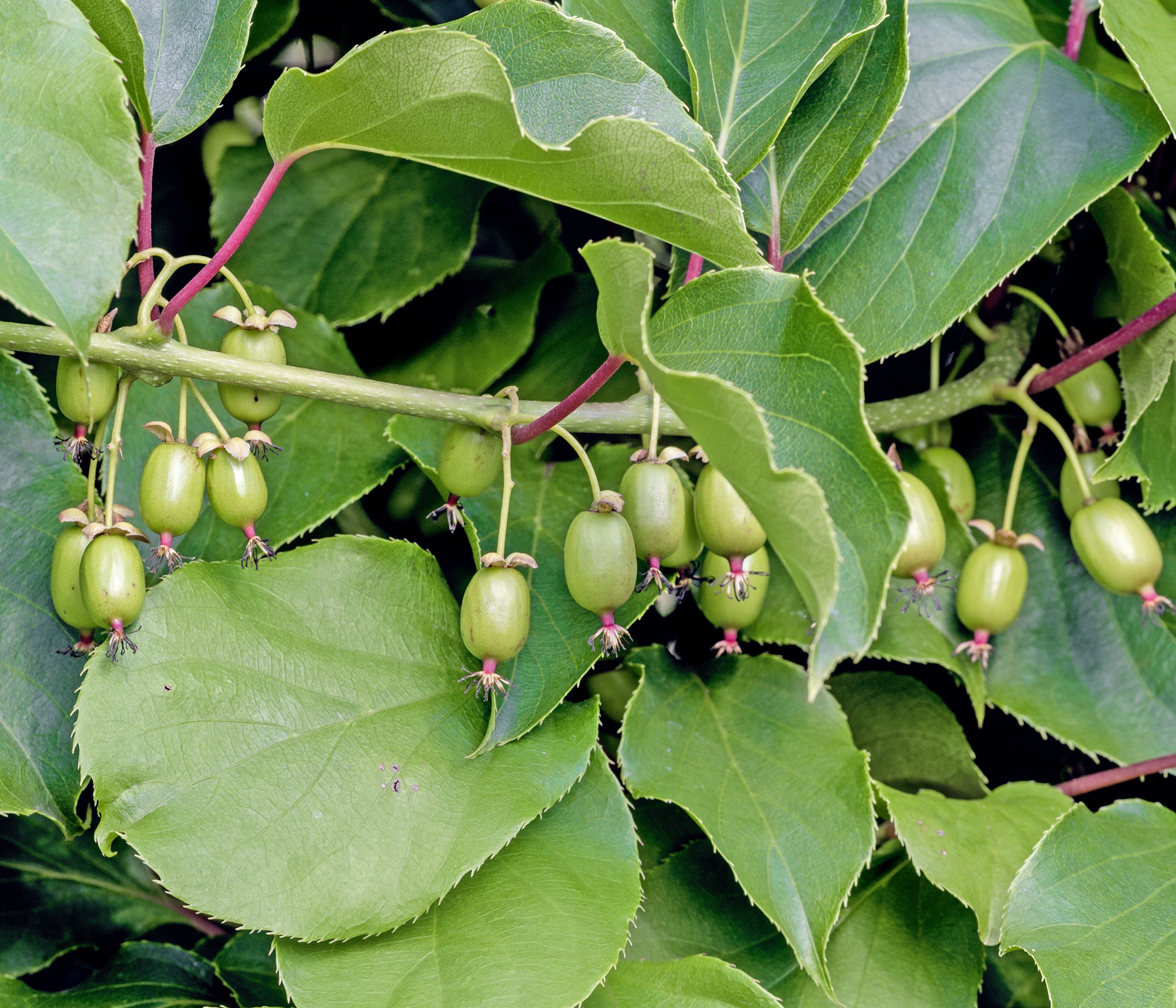 Dehner Obstpflanze Kiwi Weiki®, Actinidia arguta, glatte und essbare Schale, Befruchter notwendig, ideale Befruchtersorte Nosino
