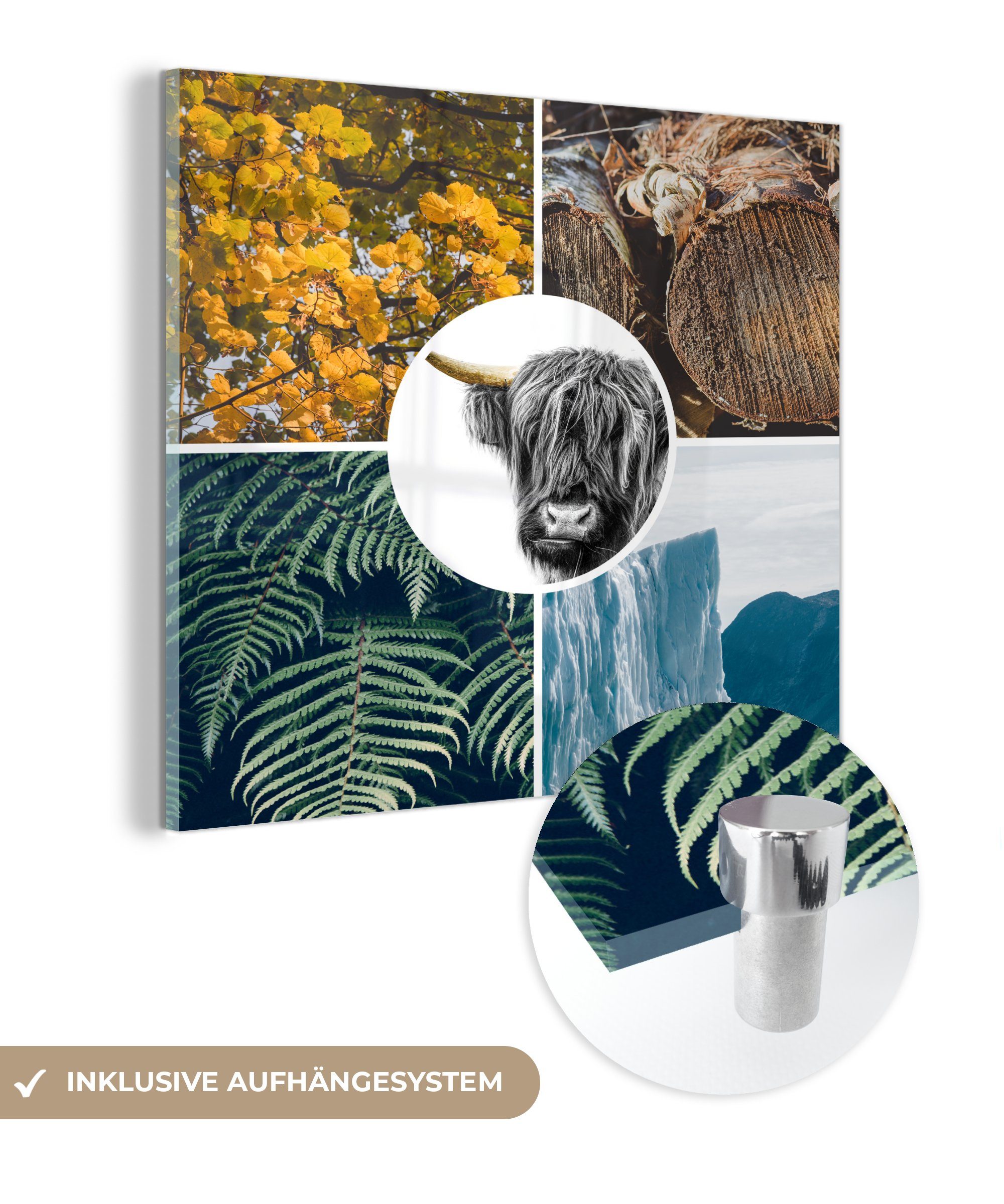 MuchoWow Acrylglasbild Foto - Wanddekoration (1 Schottische Baum, Wandbild - Glas Pflanzen Bilder St), Collage - auf Glas - auf - Glasbilder - Highlander