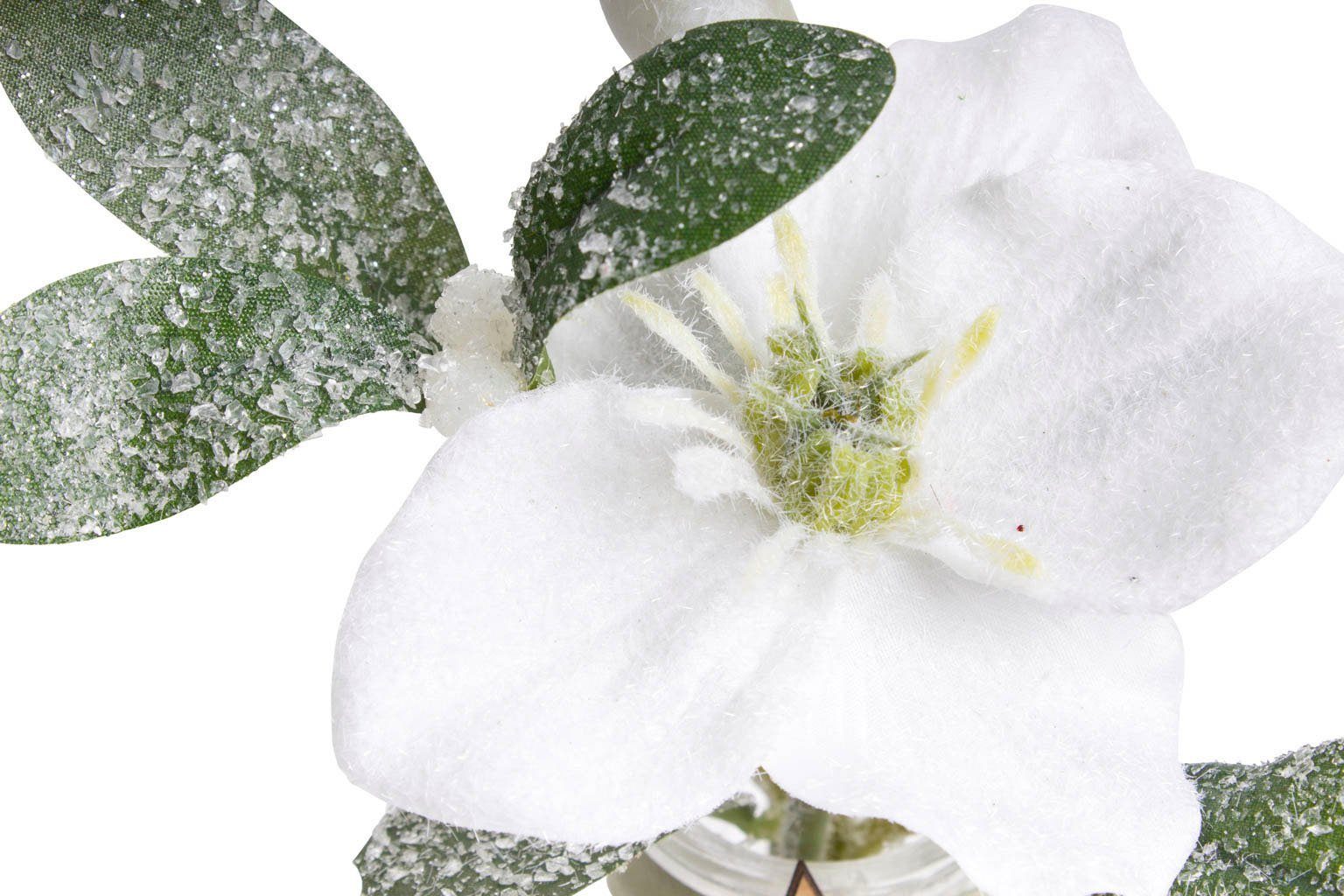 Künstliche Zimmerpflanze »Mistel-Arrangement« Mistel, Botanic-Haus, Höhe 18 cm-kaufen