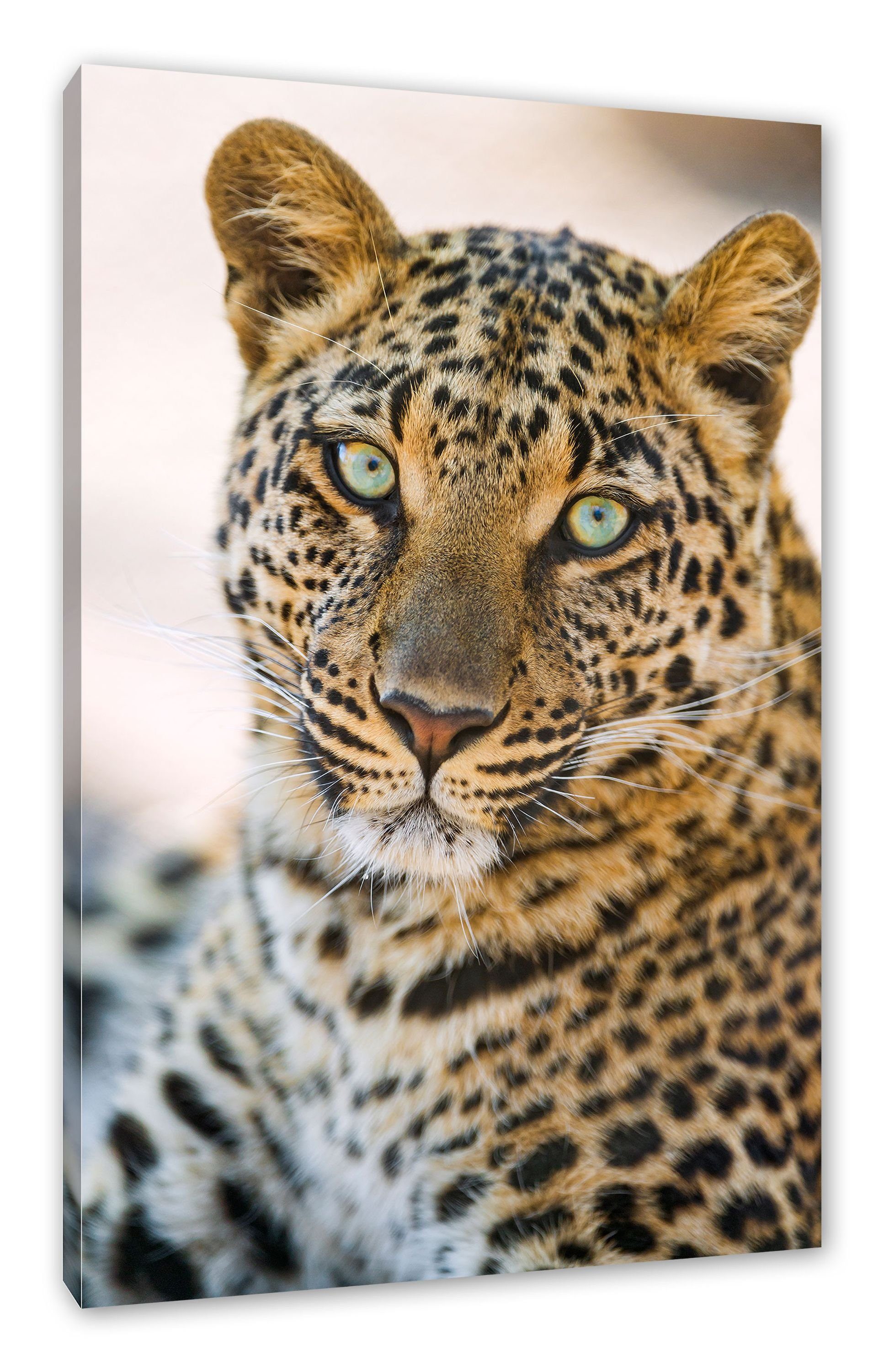 bespannt, inkl. St), schöner Leopard, Leinwandbild Zackenaufhänger Pixxprint Leinwandbild fertig schöner Leopard (1