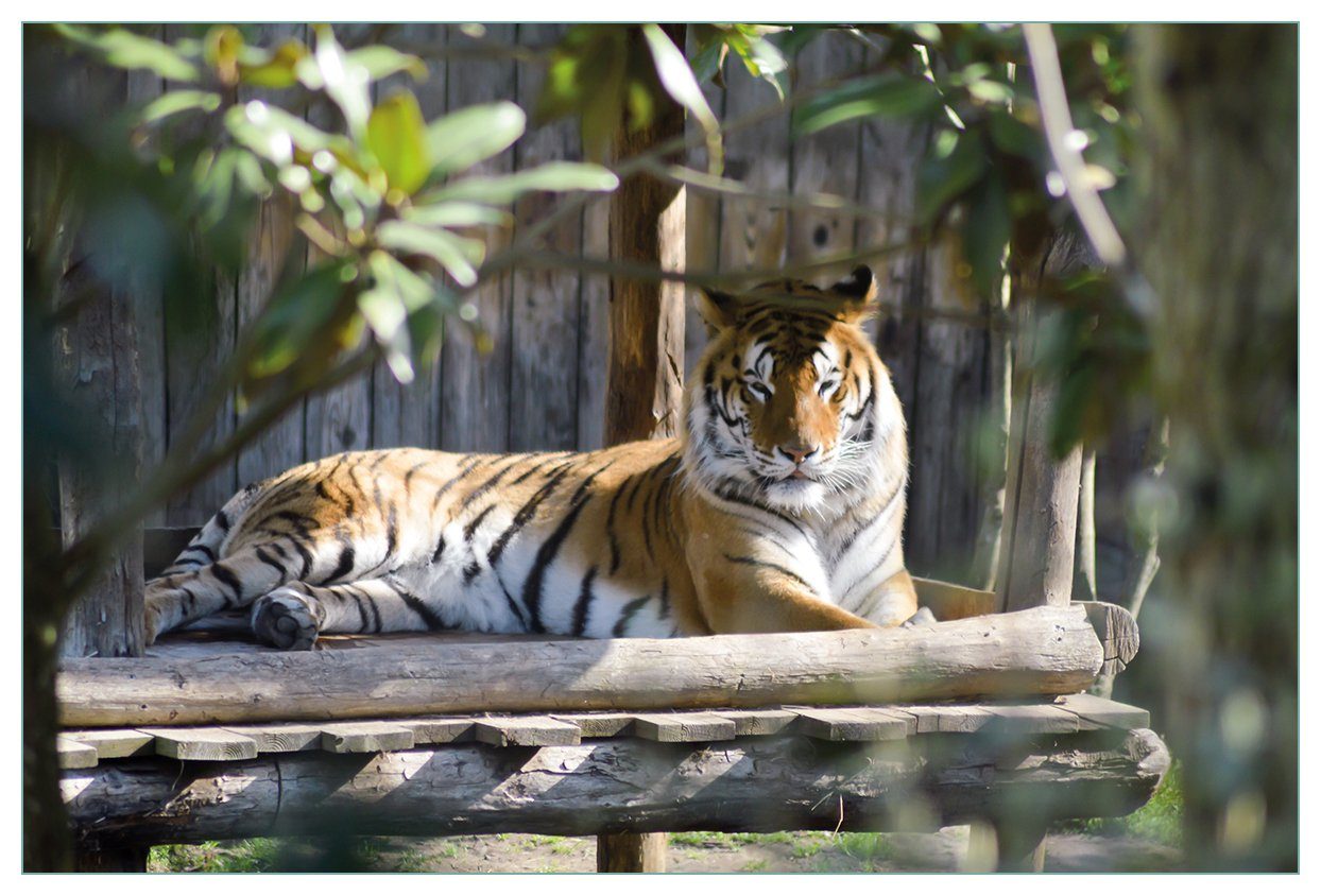 Wallario Küchenrückwand Tiger im Sonnenschein, (1-tlg)