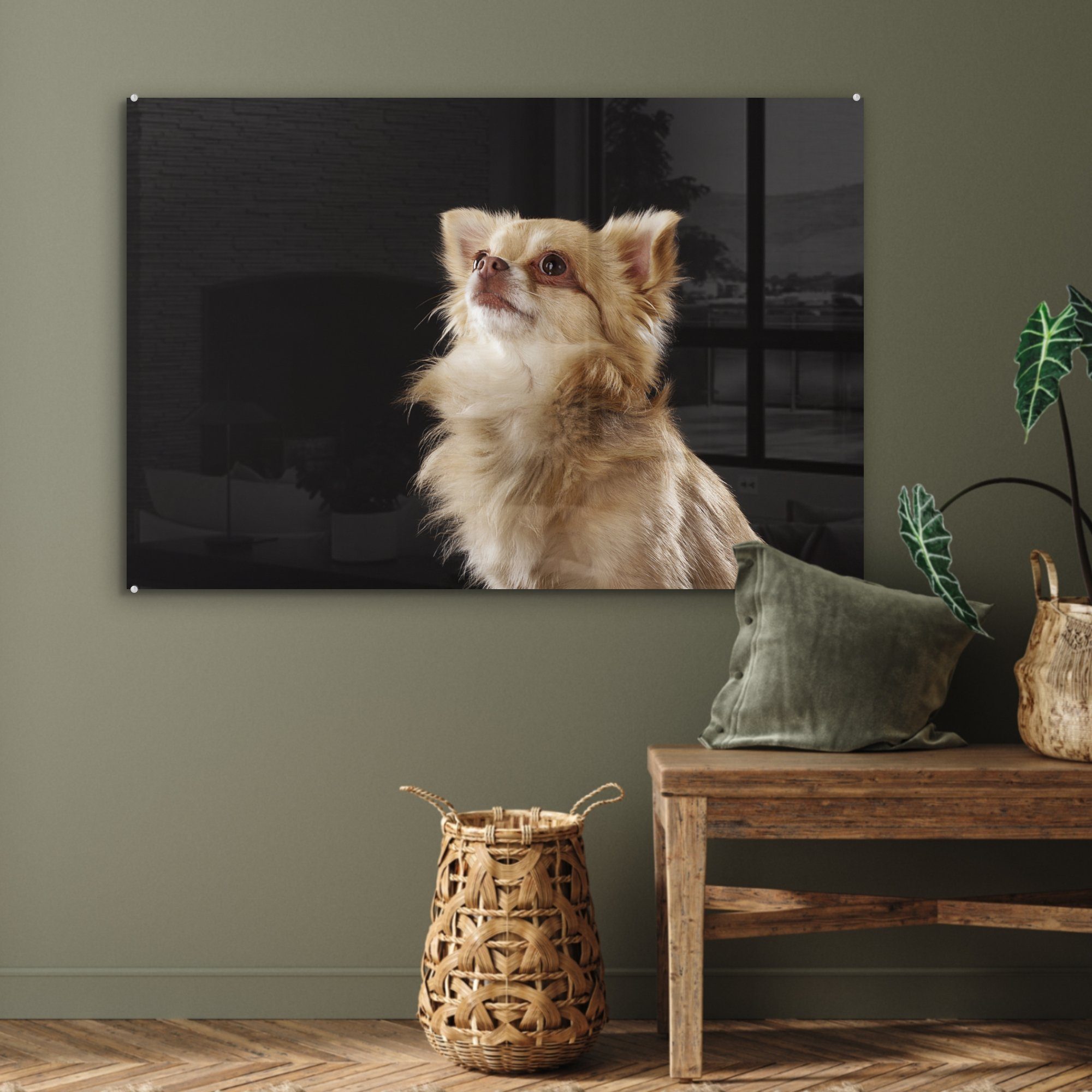 & (1 Wohnzimmer Acrylglasbilder Acrylglasbild schwarzem Hintergrund, MuchoWow Schlafzimmer St), Chihuahua auf