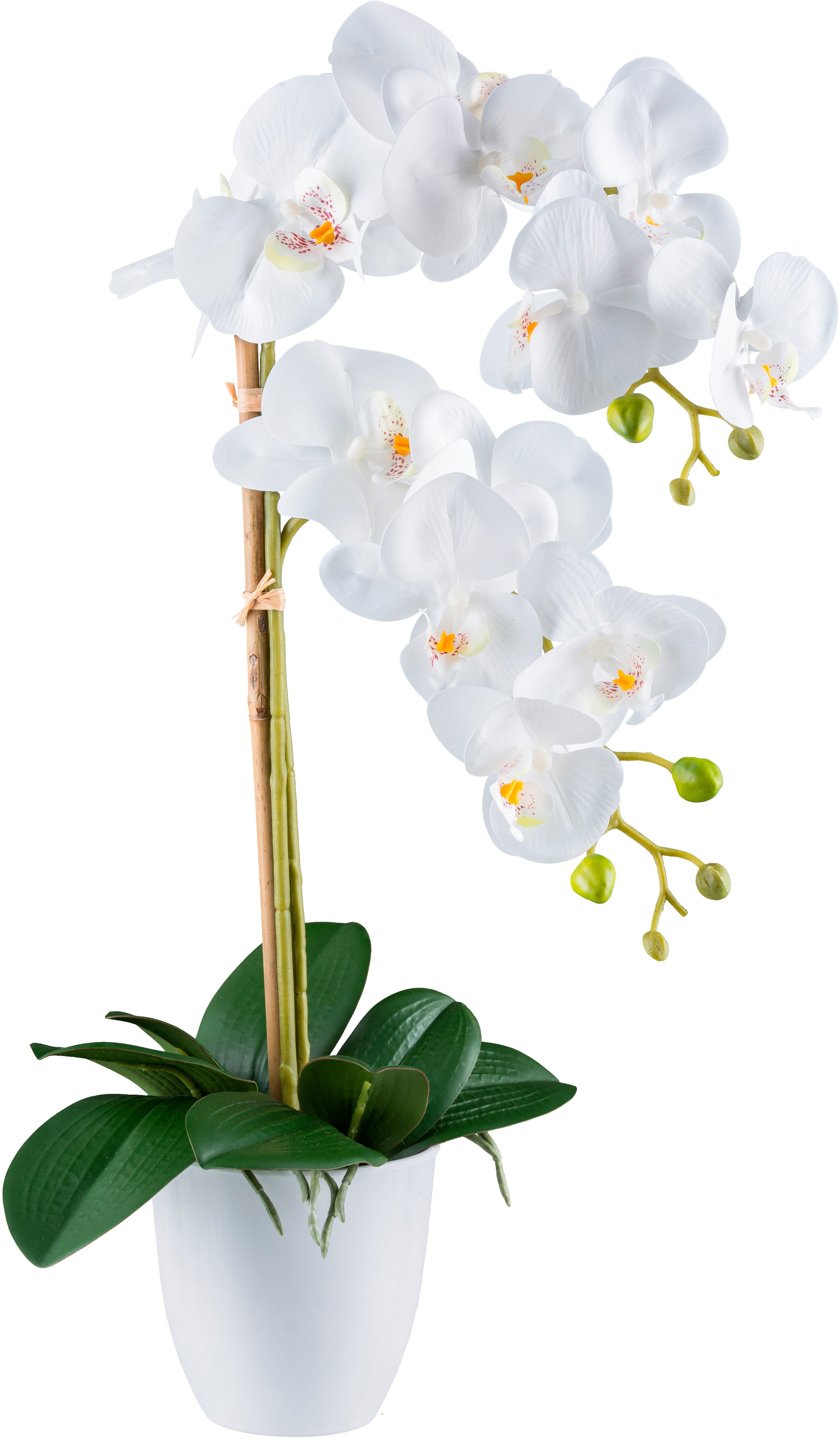 Kunstorchidee Orchidee Phalaenopsis, Creativ green, Höhe 56 cm, mit real-to günstig online kaufen