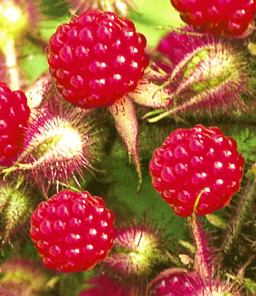 BALDUR Garten Obstpflanze Japanische Säulen-Himbeere, 1 St., Selbstbefruchtend, essbar,winterhart, mehrjährig, pflegeleicht – Bild 2 von 2