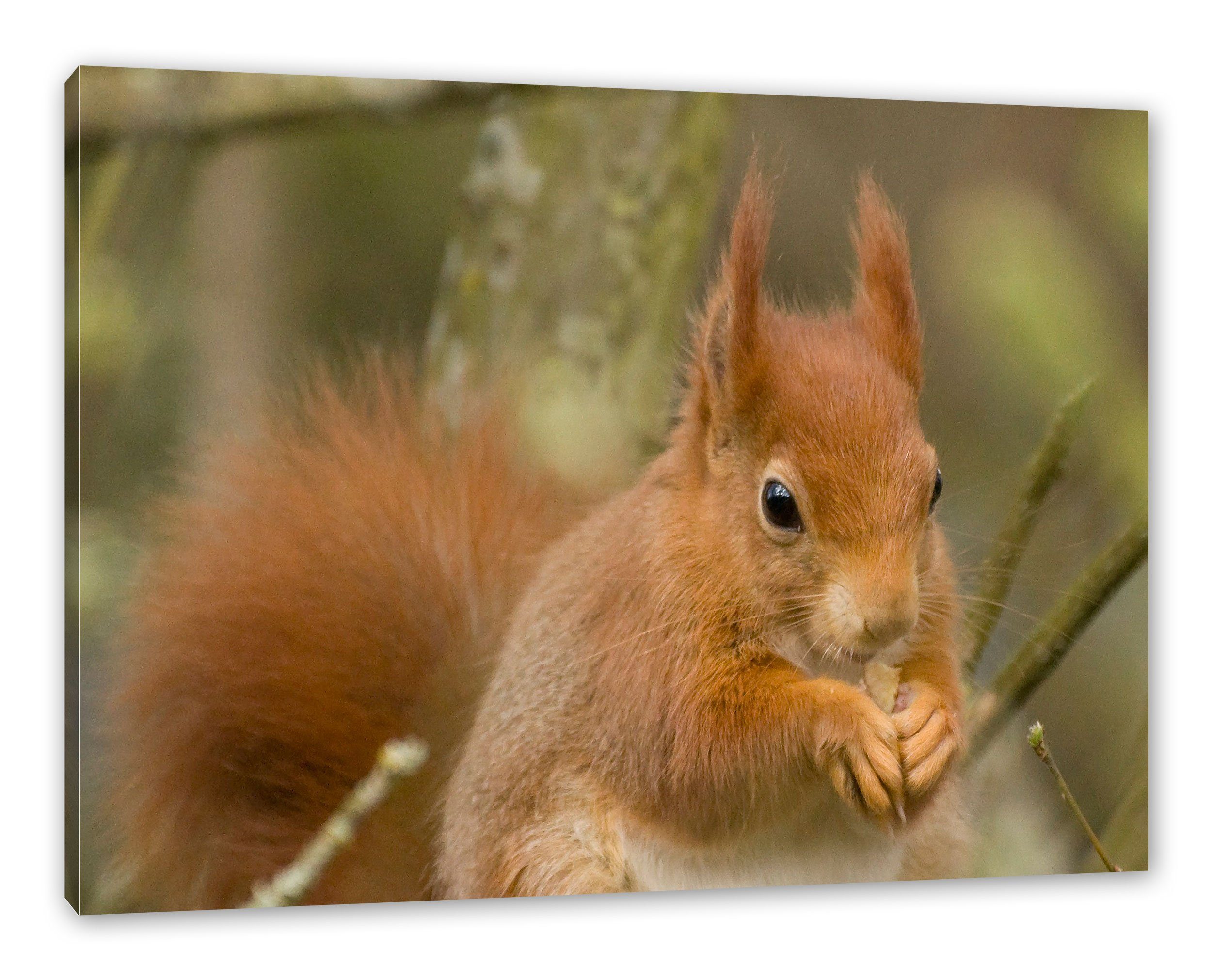 Pixxprint Leinwandbild Kleines Eichhörnchen, Kleines Eichhörnchen (1 St), Leinwandbild fertig bespannt, inkl. Zackenaufhänger | Leinwandbilder