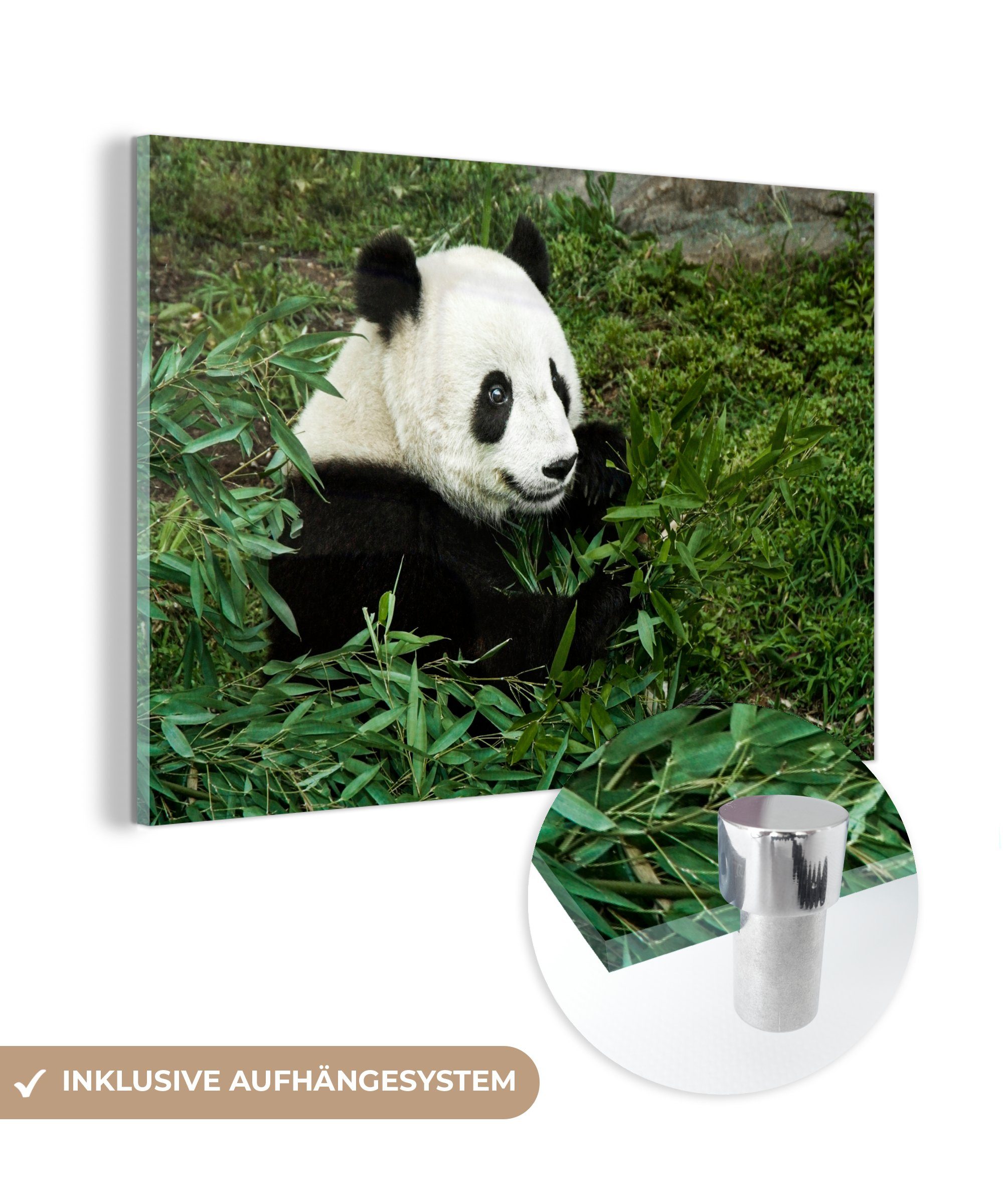 MuchoWow - (1 Bambus St), Pflanze, & Acrylglasbild Acrylglasbilder Schlafzimmer Panda - Wohnzimmer