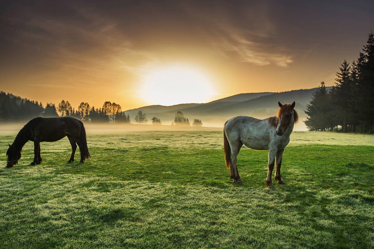 Papermoon Fototapete Pferde auf Weide