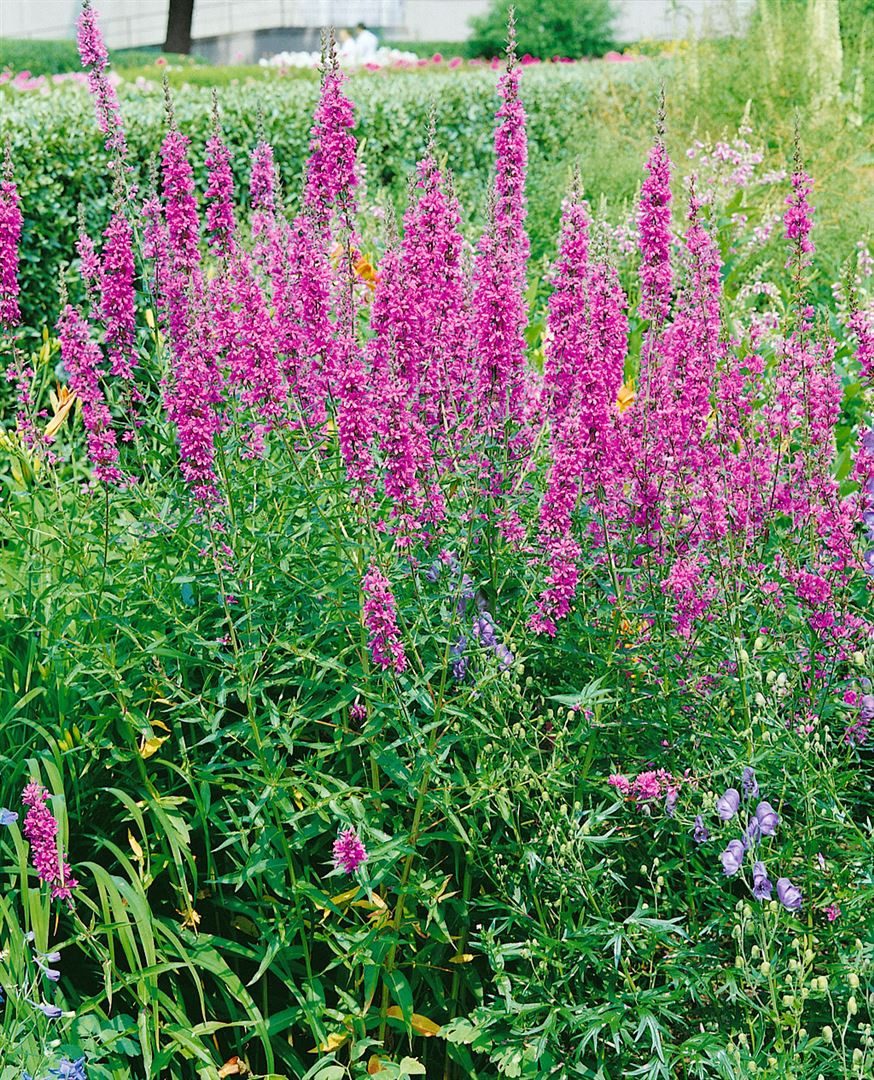 Pflanzen für Dich Staude Lythrum virg. Dropmore Purple, 1 St., Blutweiderich, Purpur-Weiderich