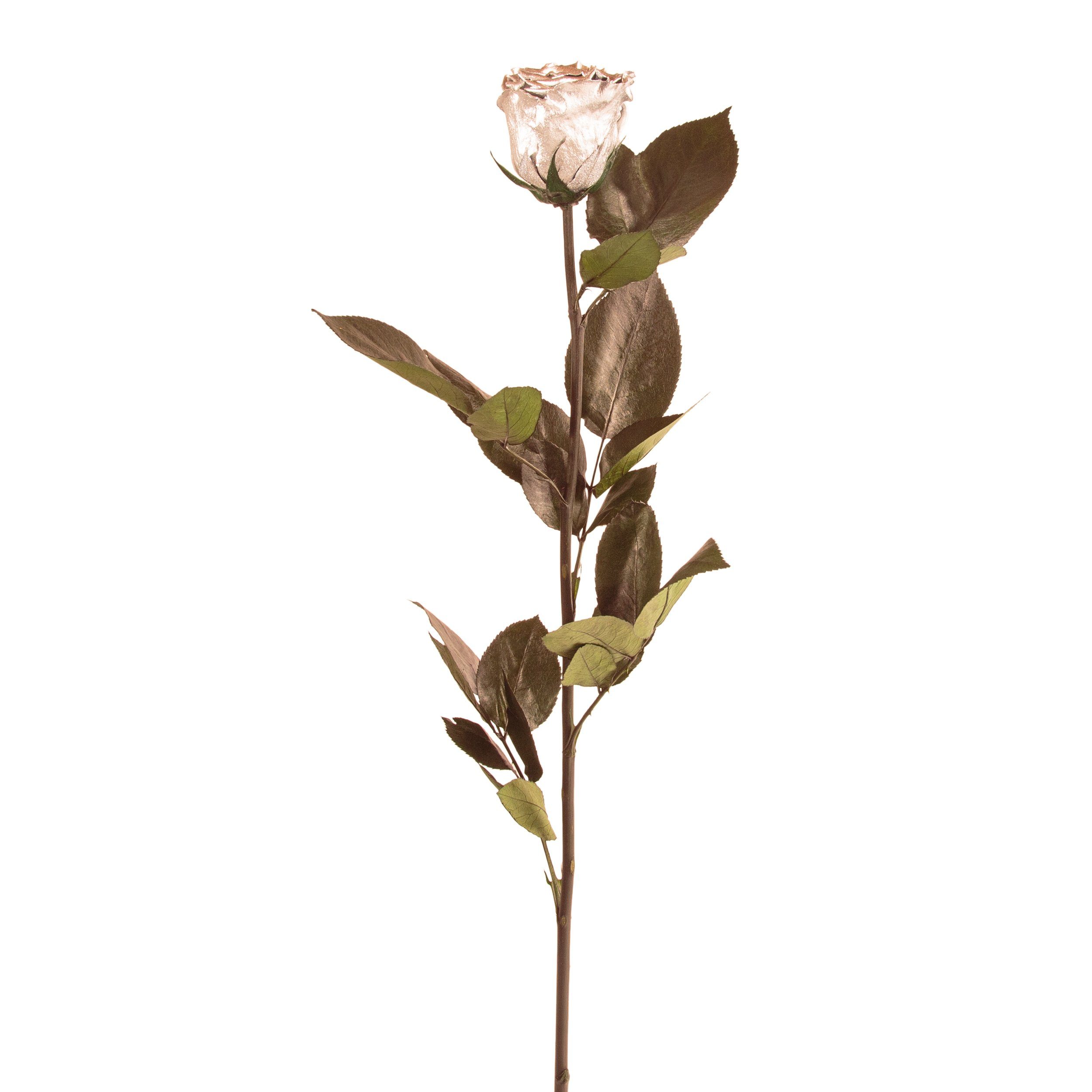 Kunstblume Ewige Rose konserviert mit Stiel echte haltbare Blume Rose, ROSEMARIE SCHULZ Heidelberg, Höhe 50 cm, Infinity Rose, Geschenk für Frauen, Valentinstag, Made in Germany