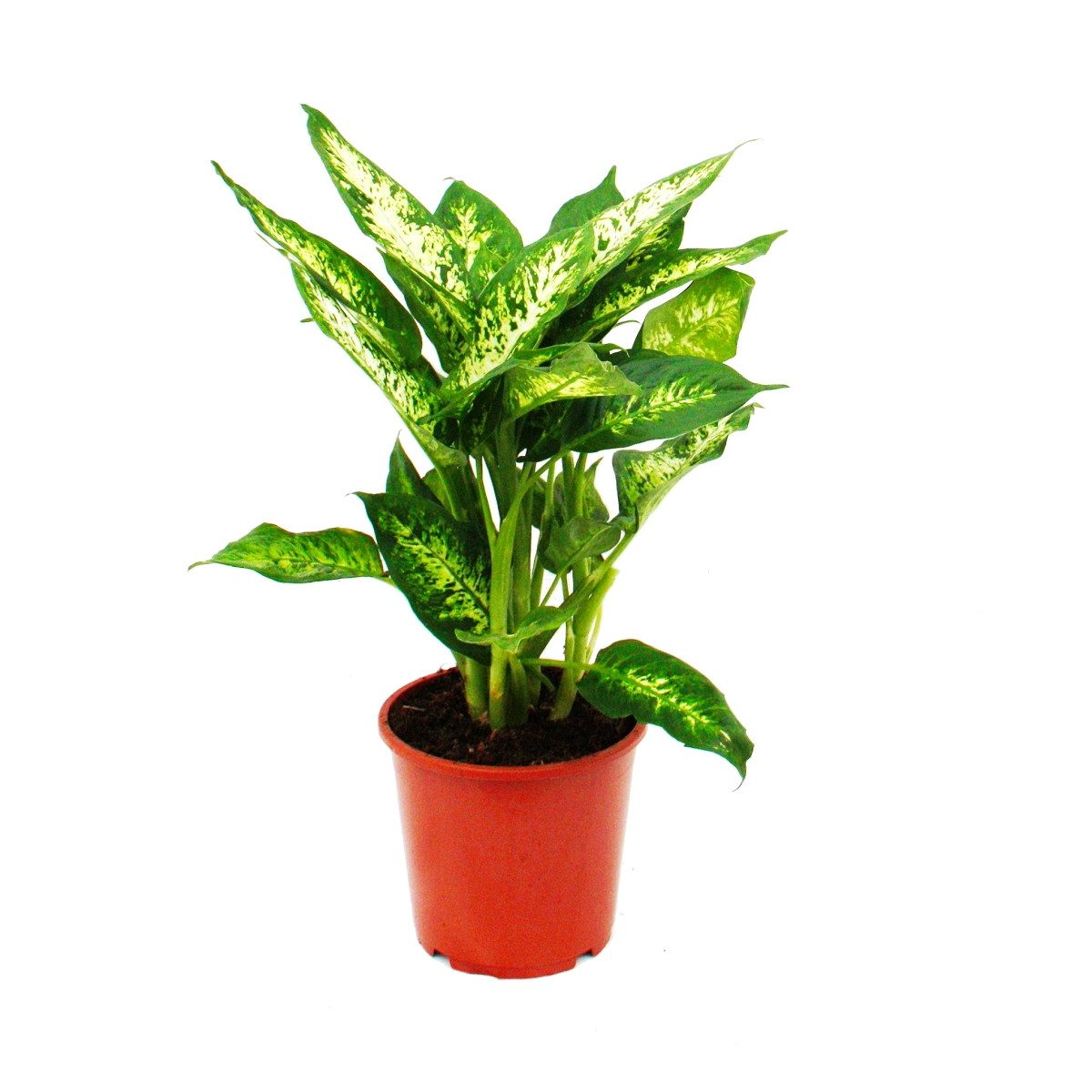 Exotenherz Zimmerpflanze Dieffenbachia "compacta" - 17cm Topf