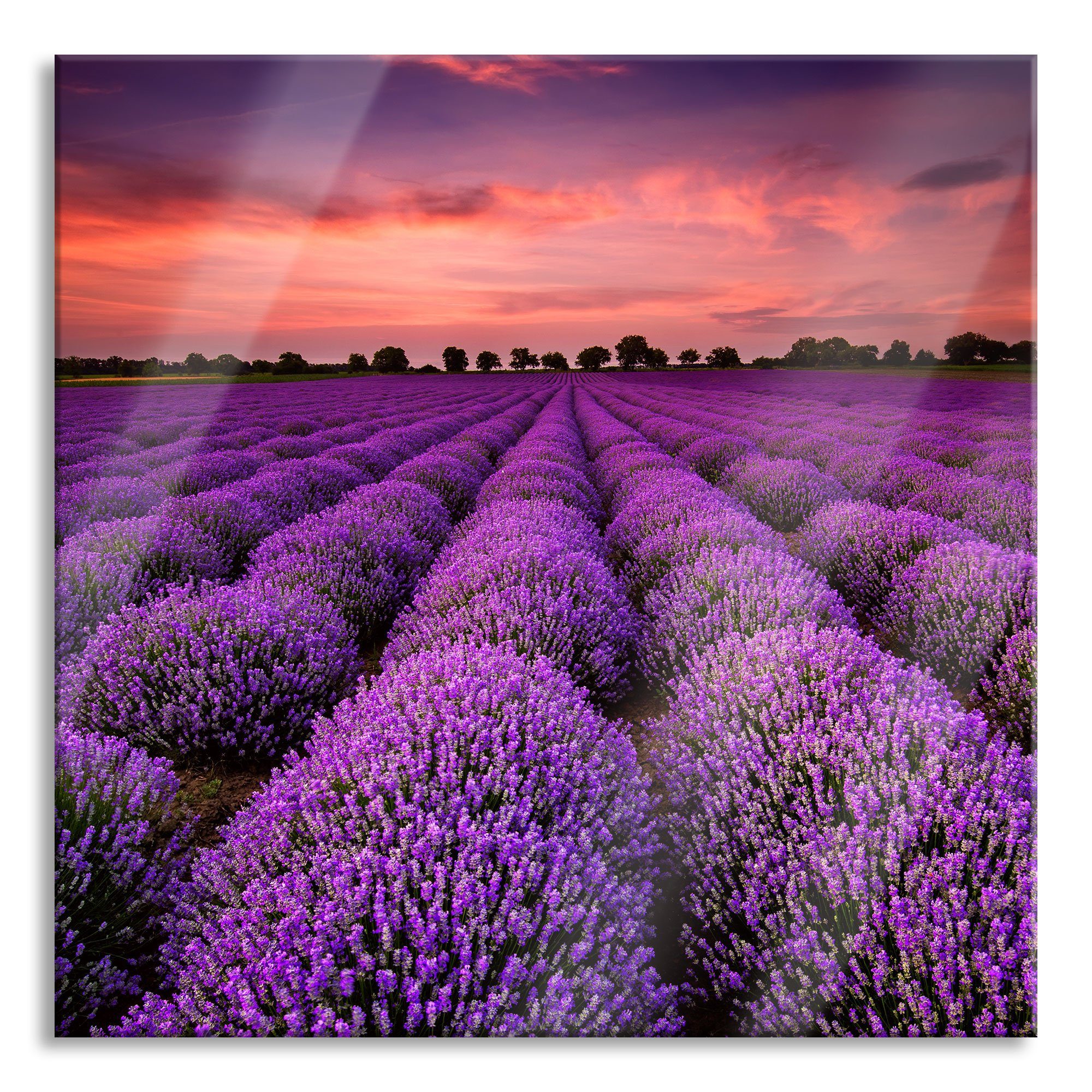 Pixxprint Glasbild Wunderschöne Lavendel Provence, Wunderschöne Lavendel Provence (1 St), Glasbild aus Echtglas, inkl. Aufhängungen und Abstandshalter