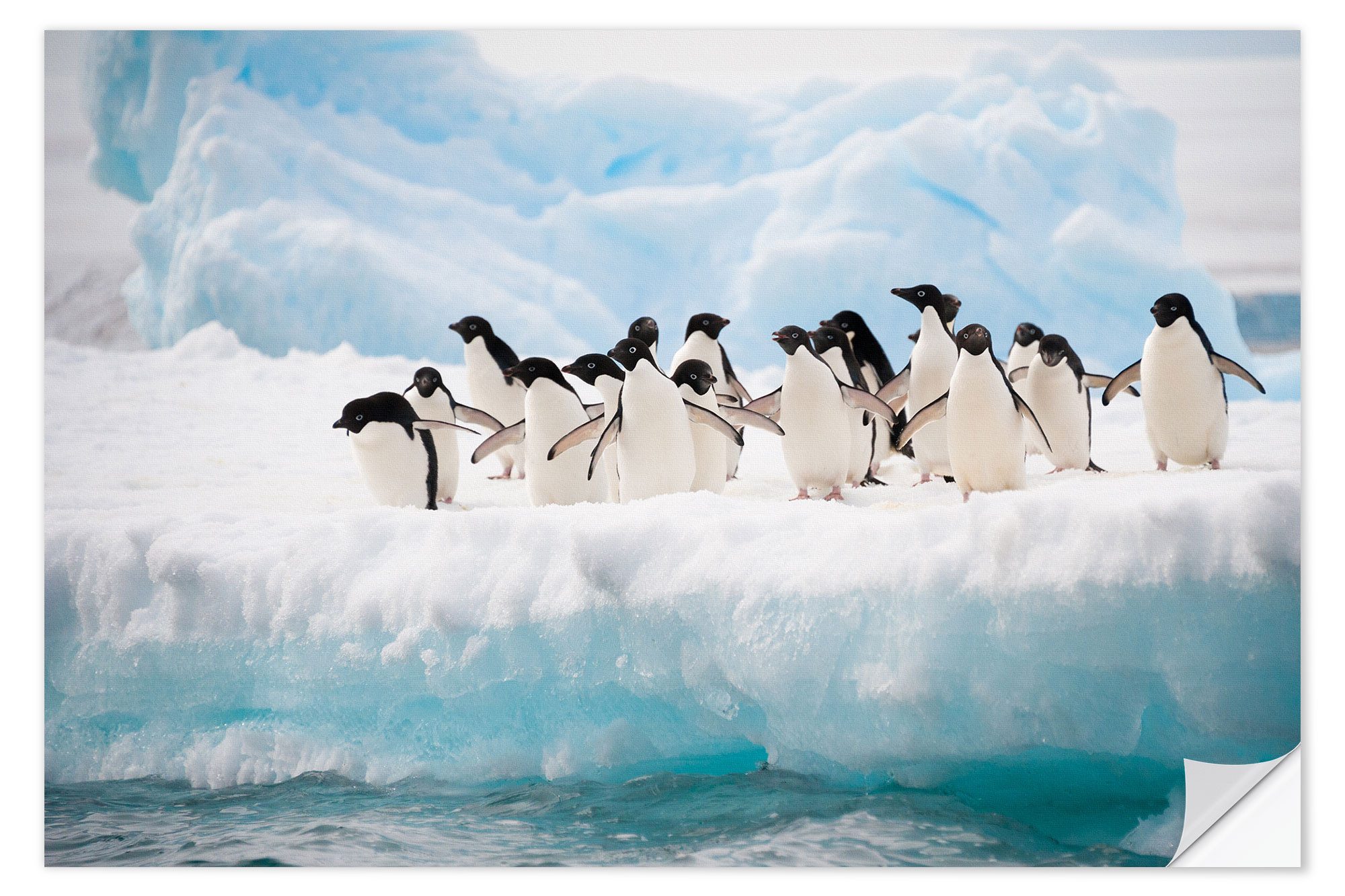 Posterlounge Wandfolie Editors Choice, Adeliepinguine im Eis, Badezimmer Fotografie