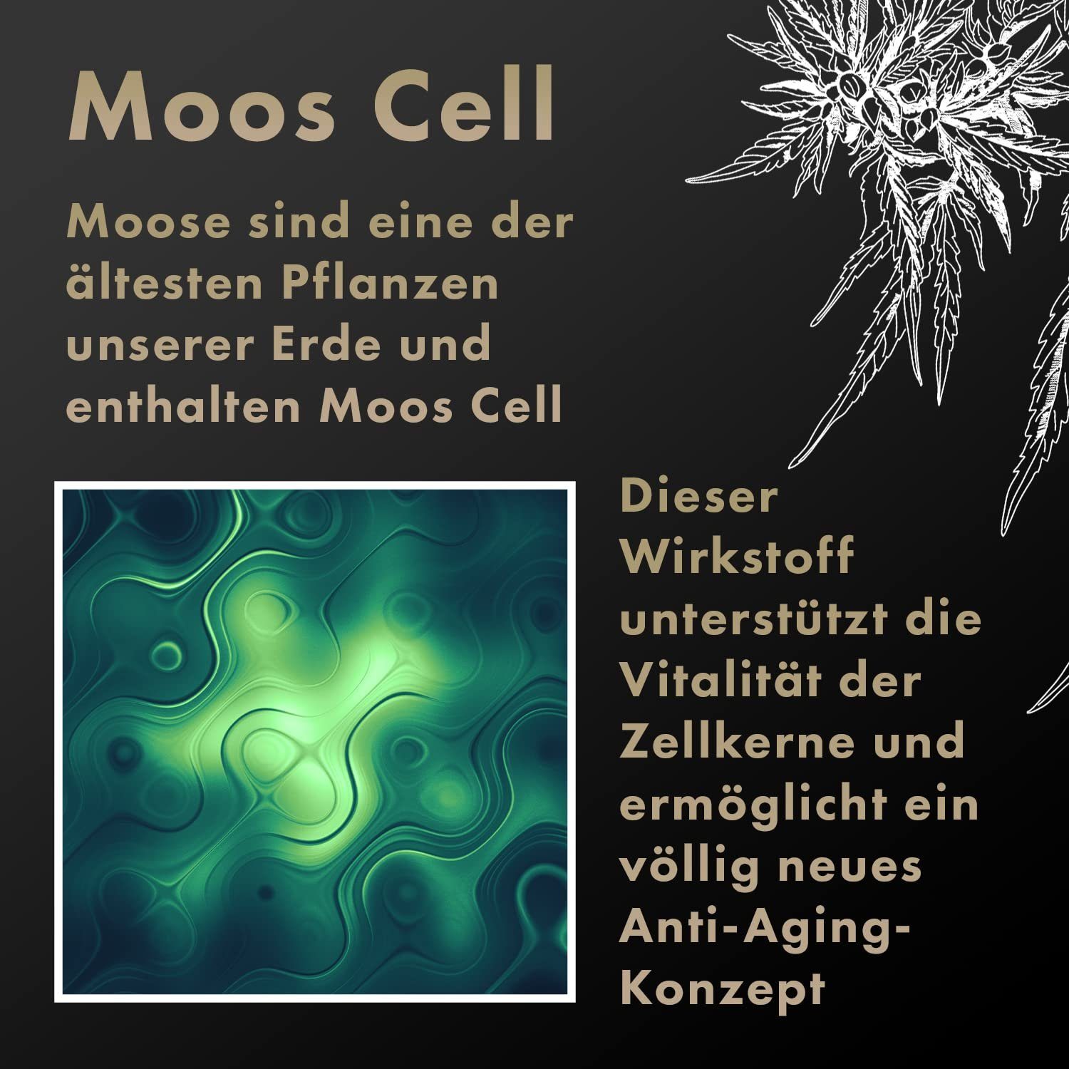 500 Dr. ml Edition" Berger Cell, "Black mit Tagescreme Tagescreme Moos 50 mg CBD mit