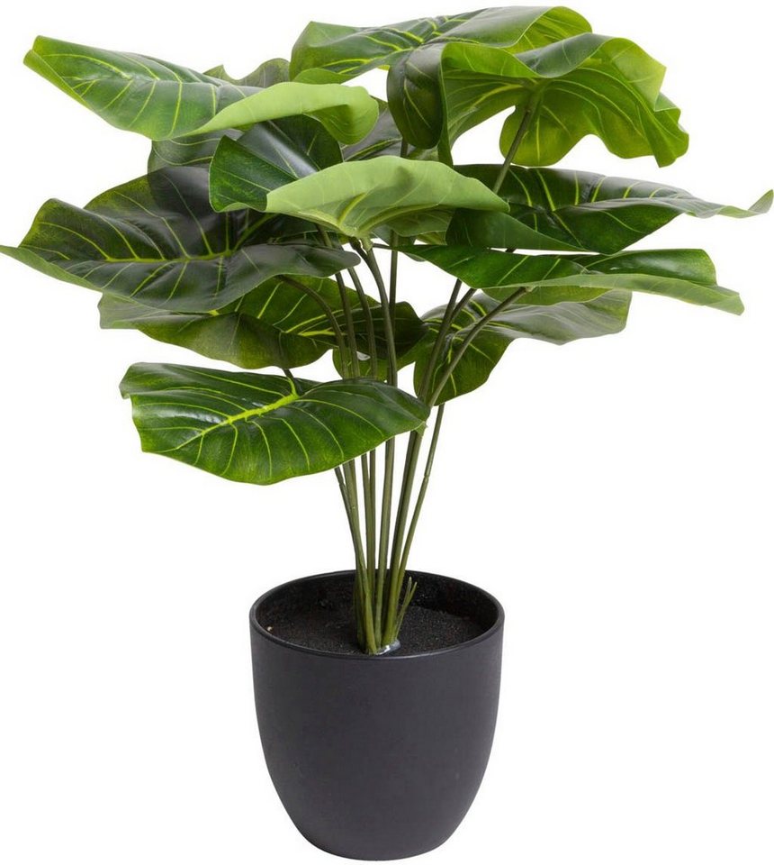 Künstliche Zimmerpflanze Alocasia Alocasia, Botanic-Haus, Höhe 43 cm | Kunstpflanzen