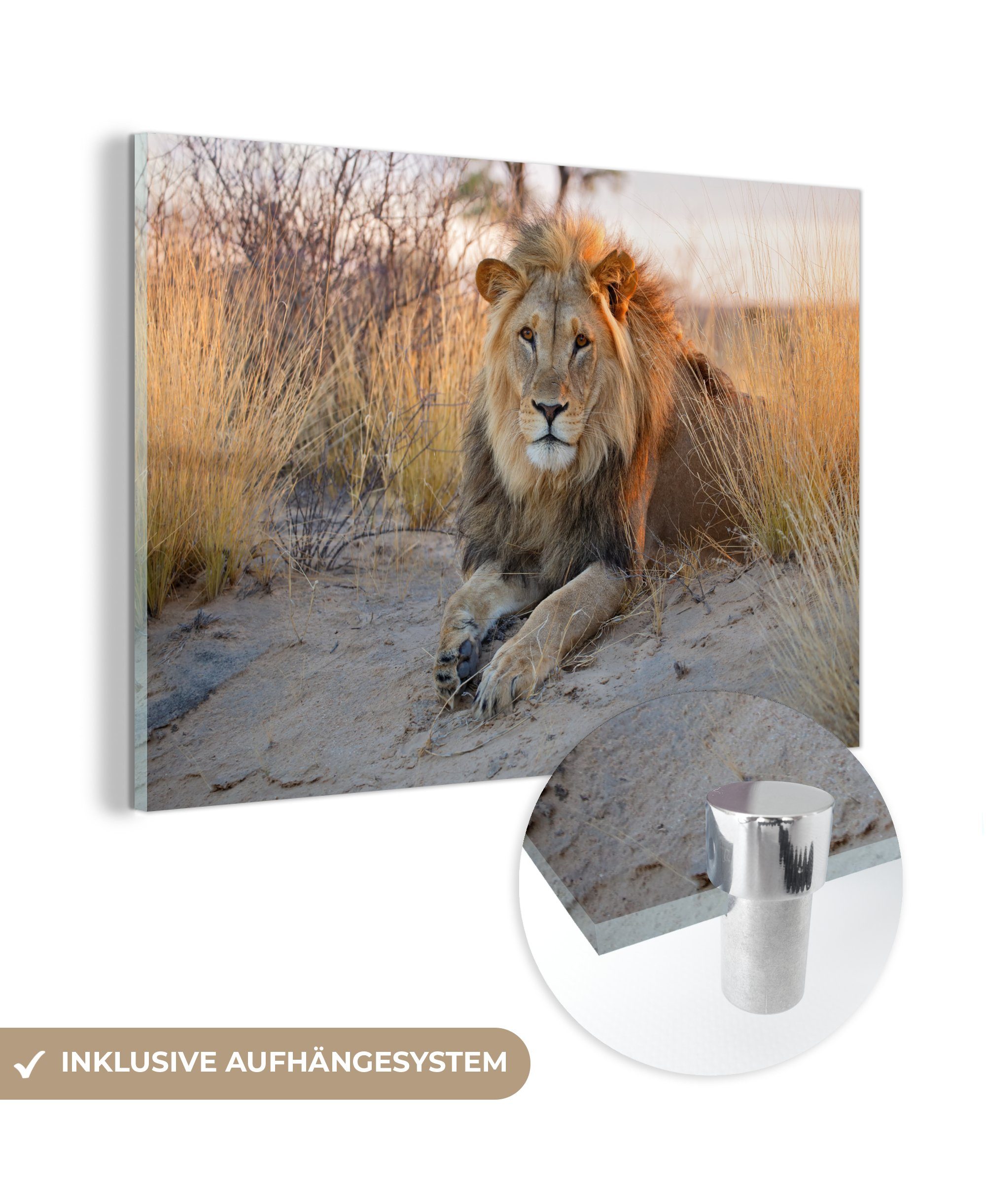 MuchoWow Acrylglasbild Löwe - Morgen - Afrika, (1 St), Glasbilder - Bilder auf Glas Wandbild - Foto auf Glas - Wanddekoration