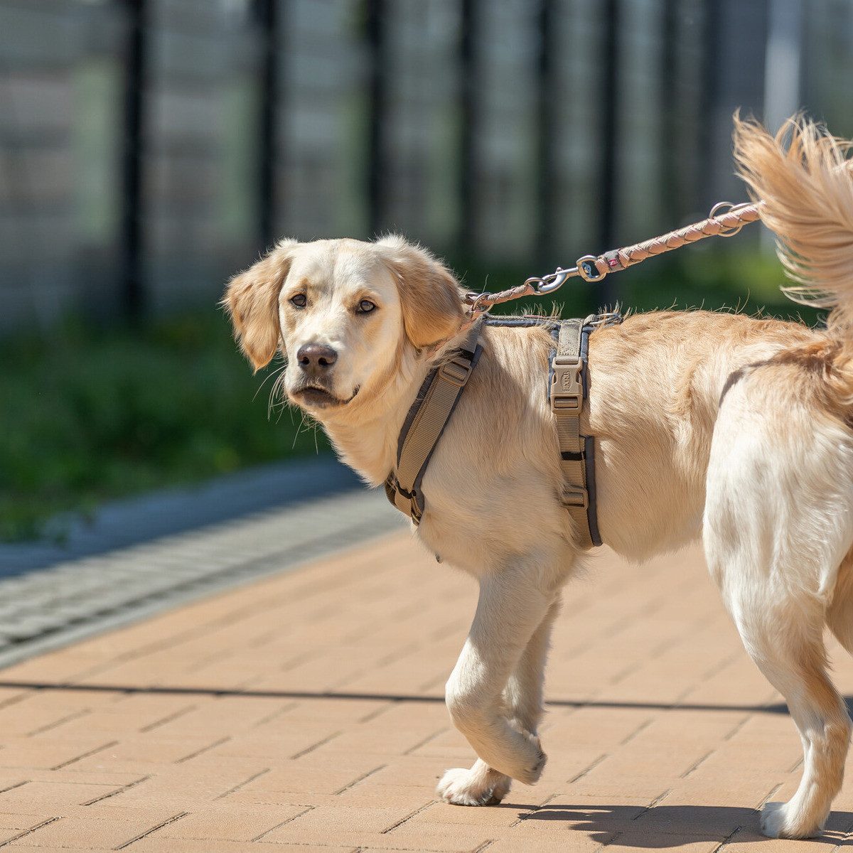 TRIXIE Hunde-Geschirr Premium Trekking Geschirr sand/grafit günstig online kaufen