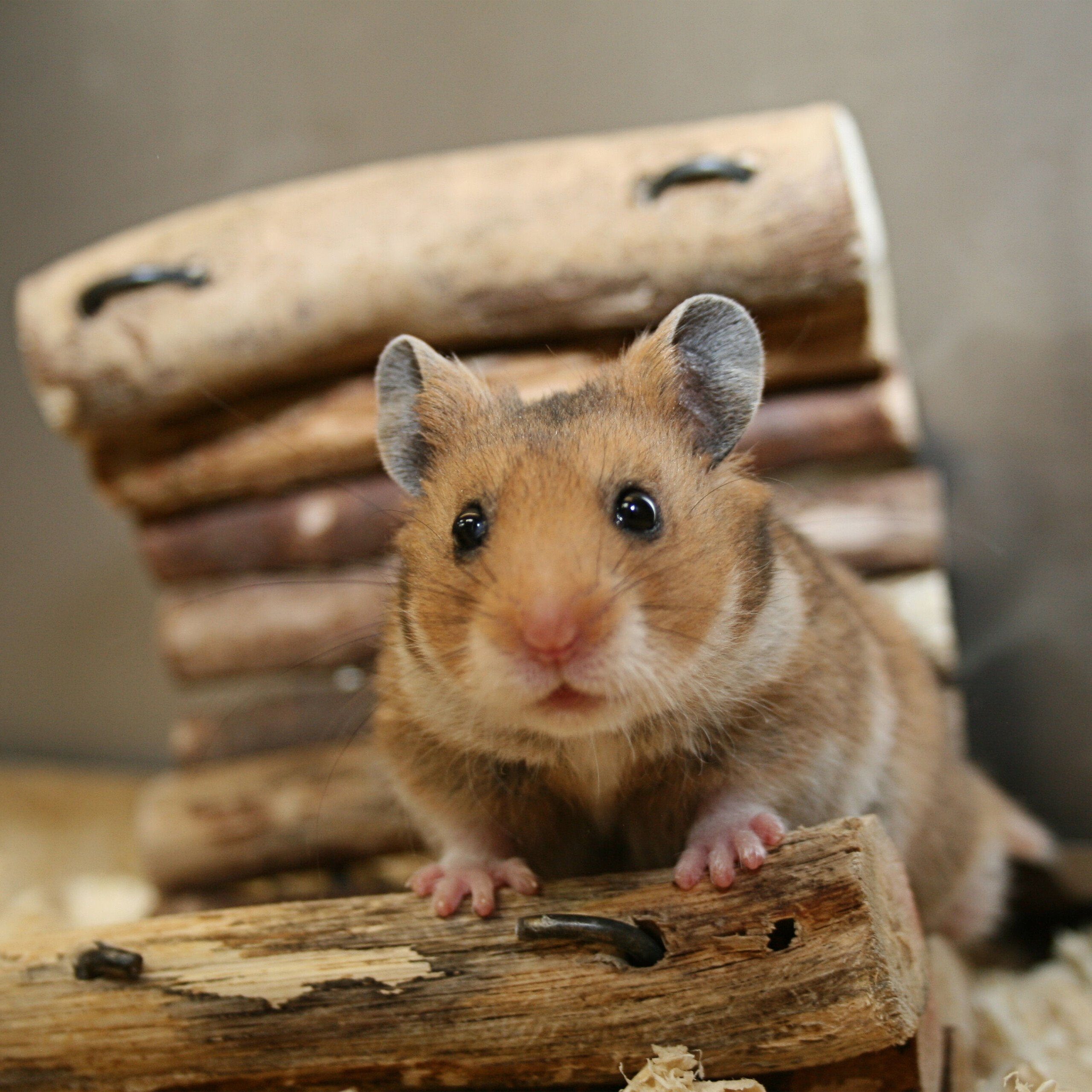 relaxdays Tierlaufkugel Hamsterball transparent