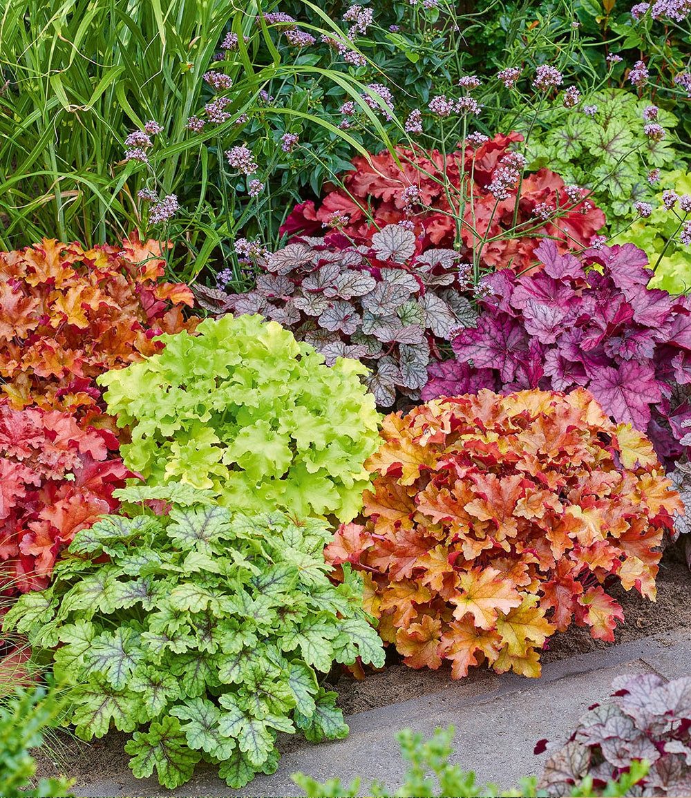 BALDUR Garten Bodendecker Heuchera-Mix 'Farbenpracht', 5 St., Purpurglöckchen, immergrün,winterhart, mehrjährig