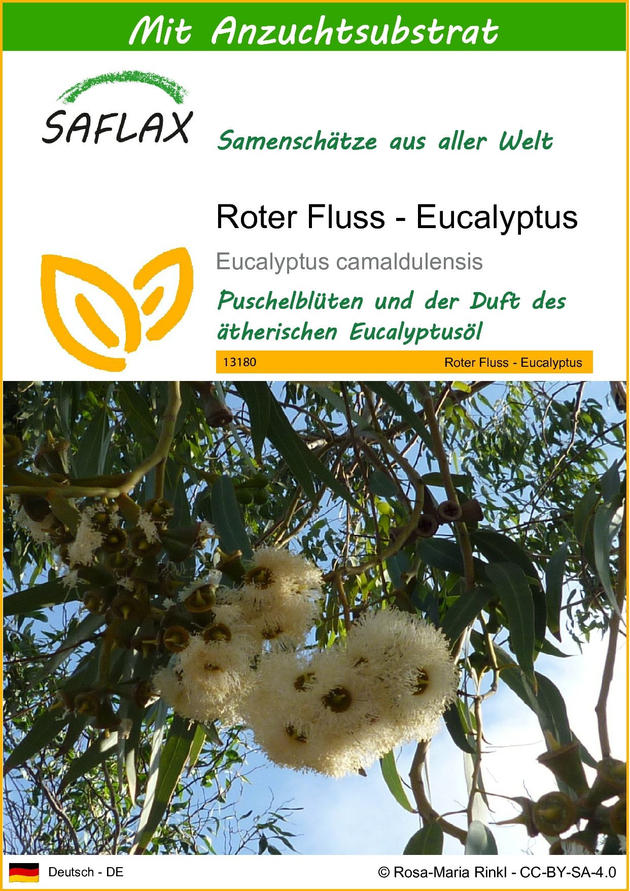 SAFLAX Blumensamen SAFLAX - Samen und Substrat - Roter Fluss - Eucalyptus