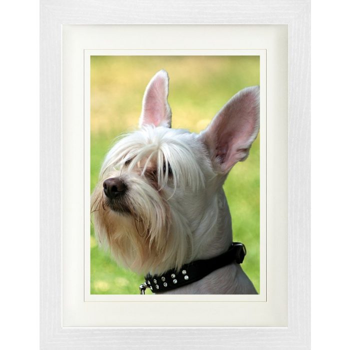 1art1 Bild mit Rahmen Hunde - Weißer Zwerg-Schnauzer
