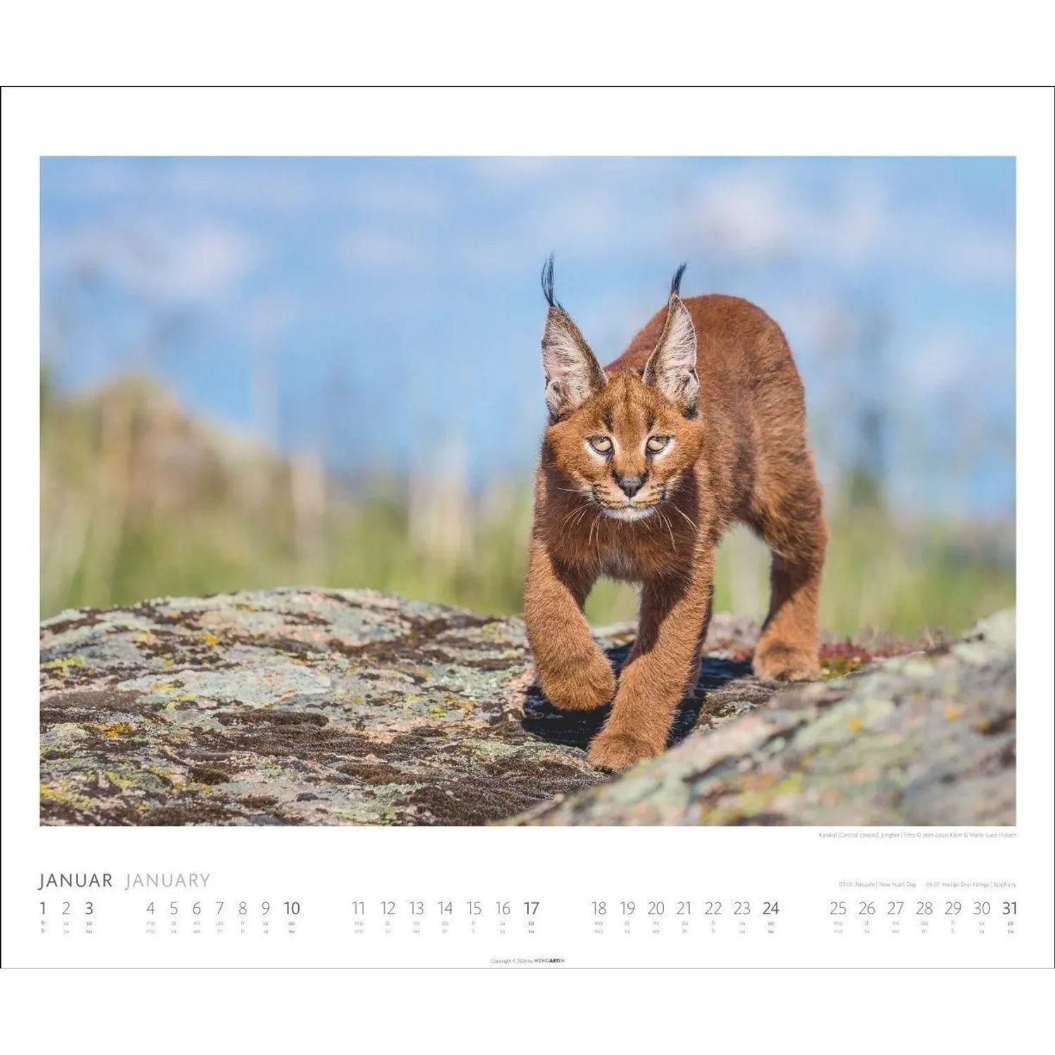 Wandkalender African Wildlife Kalender 2027 – Bild 3 von 5