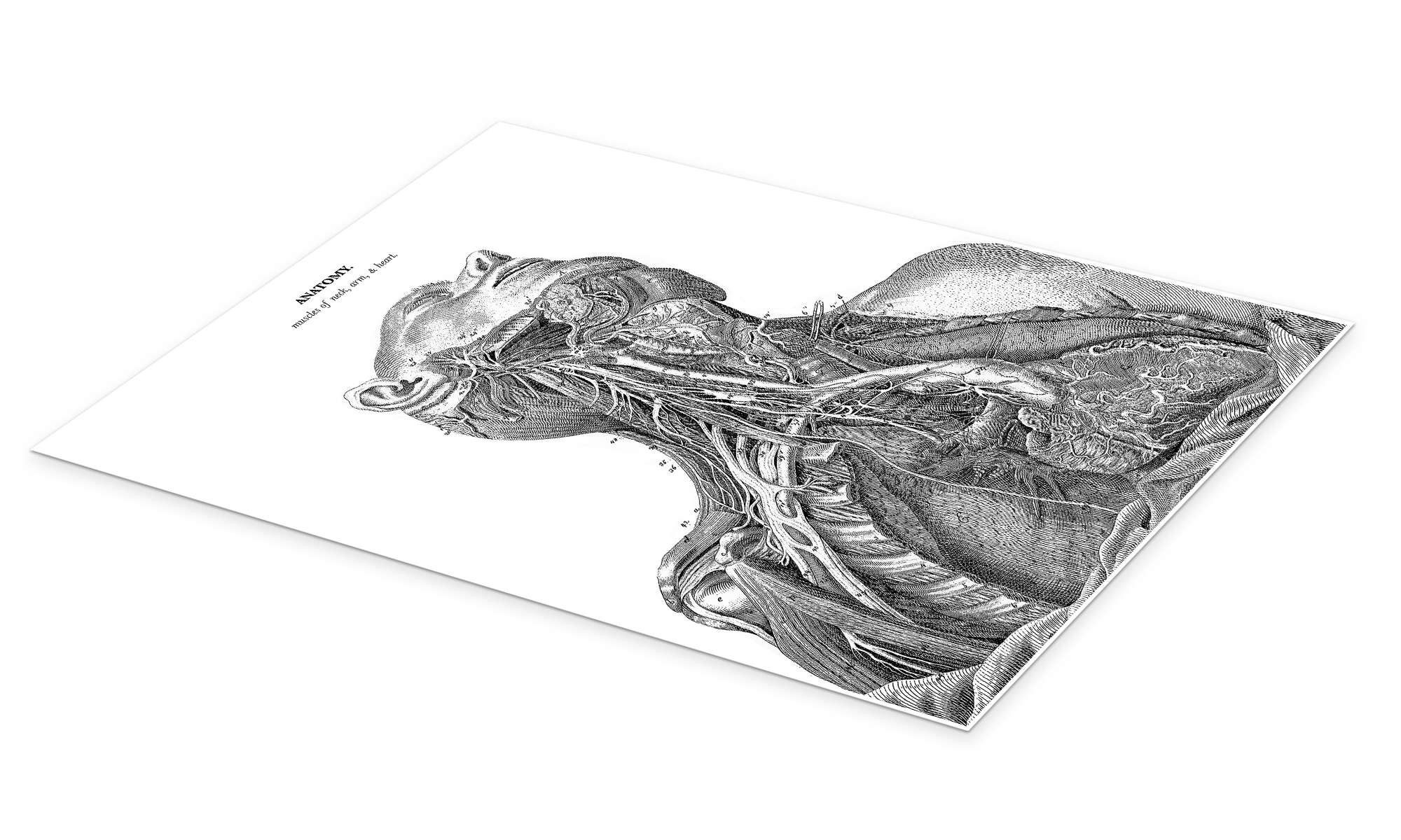 Posterlounge Wandbild Anatomie des Nervensystems im Herzen, Hals und Arm, Master Collection, erhältlich als Poster, Leinwandbild, Wandsticker oder Acrylglasbild