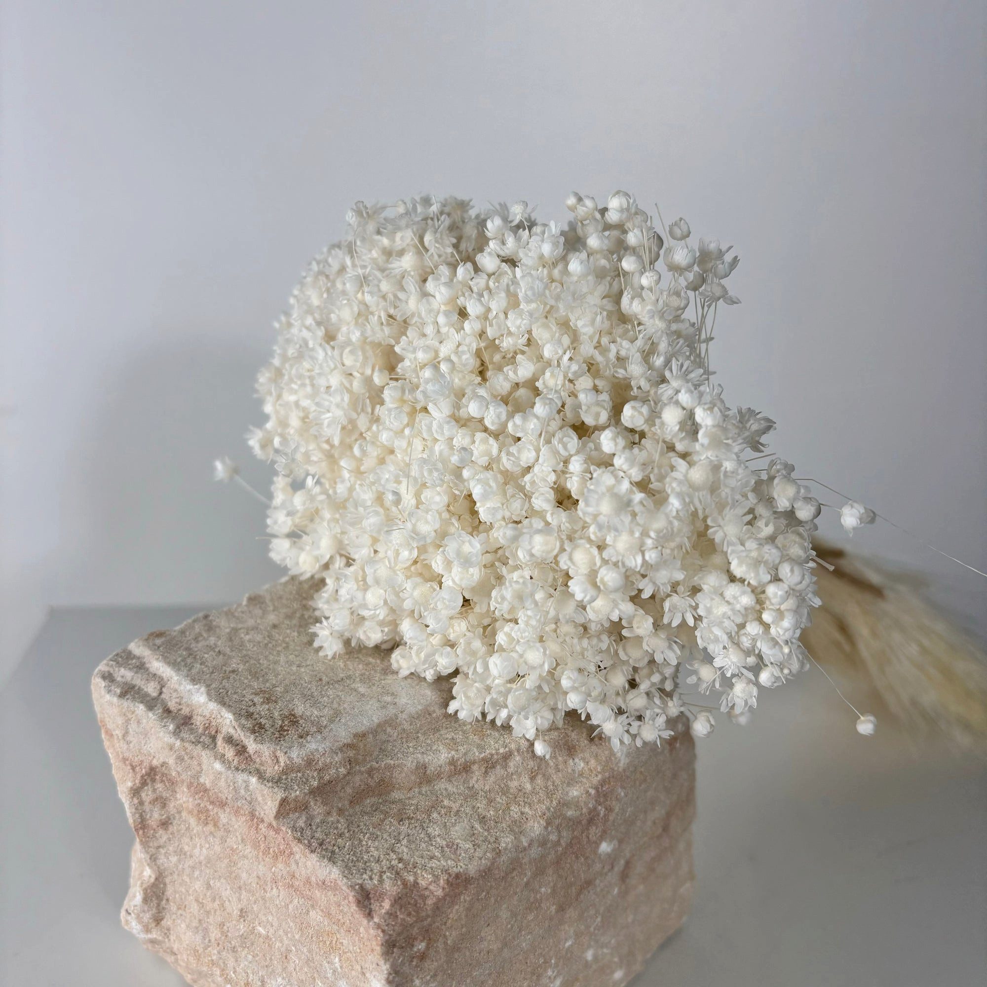 Trockenblume Glixia in Vielfalt: Farbenprächtige Сухоцветы für ein kreative Dek Glixia, LYKKE & You