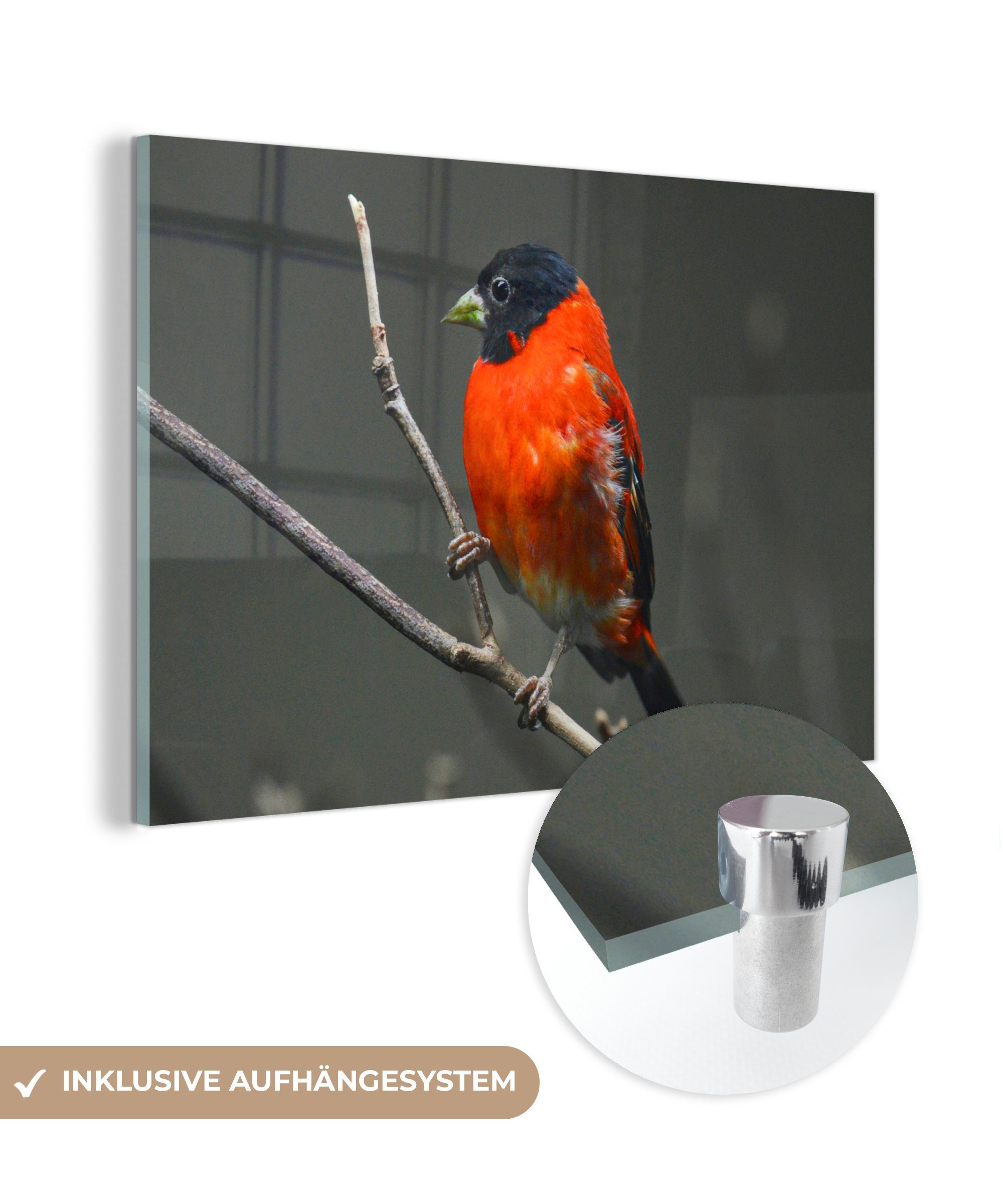 MuchoWow Acrylglasbild Vogel - Rot - Zweig, (1 St), Acrylglasbilder Wohnzimmer & Schlafzimmer