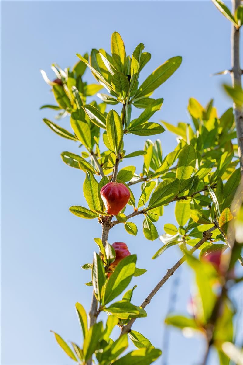 Pflanzen für Dich Obstpflanze Punica granatum Acco, 1 St., Granatapfelbaum, Granatapfel, rote Früchte, hitzetolerant