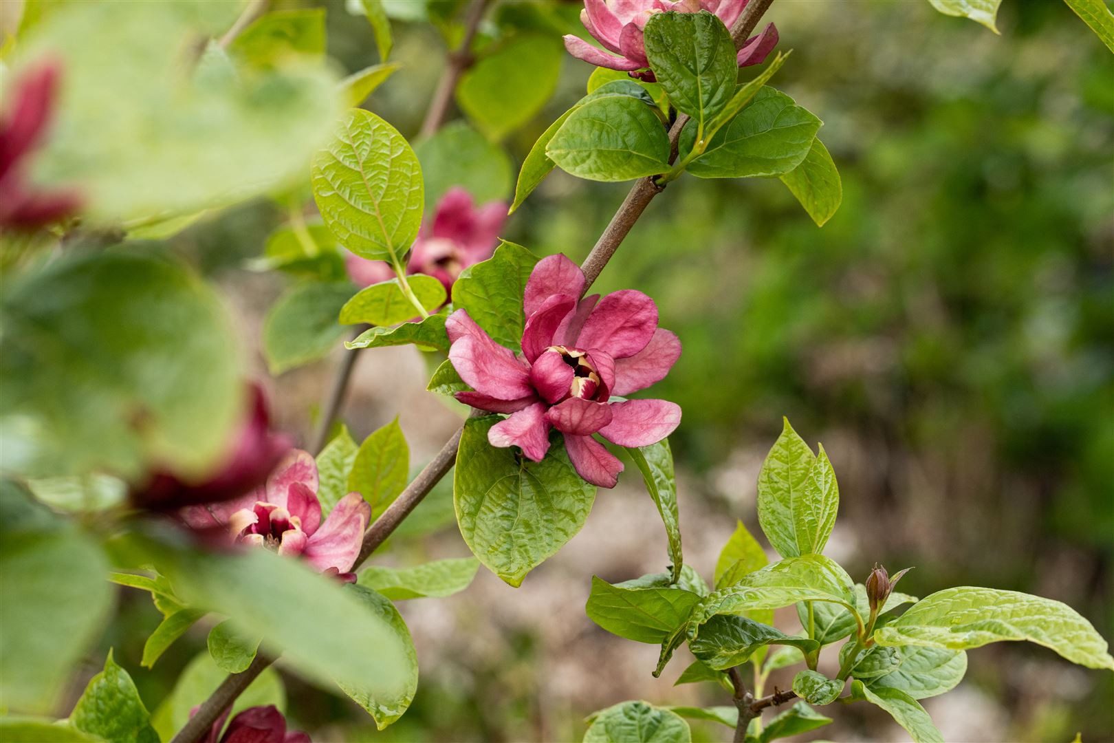 Pflanzen für Dich Gehölze Sinocalycanthus raul. 'Hartlage Wine', 1 St., Gewürzstrauch, Sinocalycanthus, Hartlage Wine