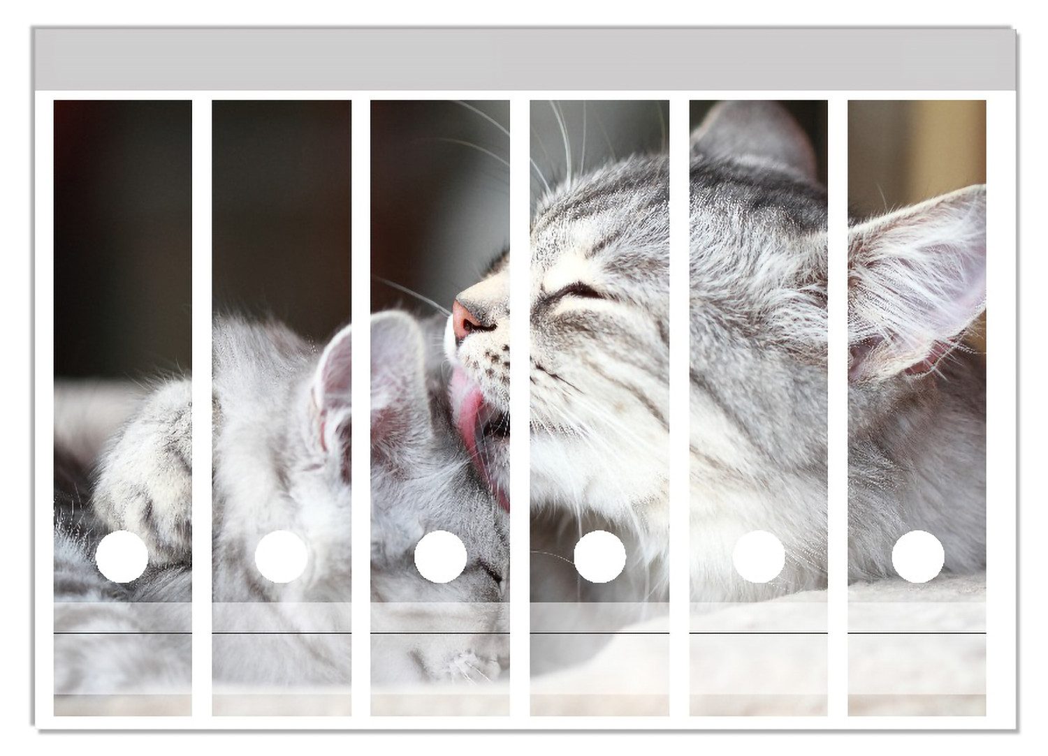 Wallario Etiketten Süße kleine getigerte Katzenbabys, Ordnerrücken-Sticker in verschiedenen Ausführungen