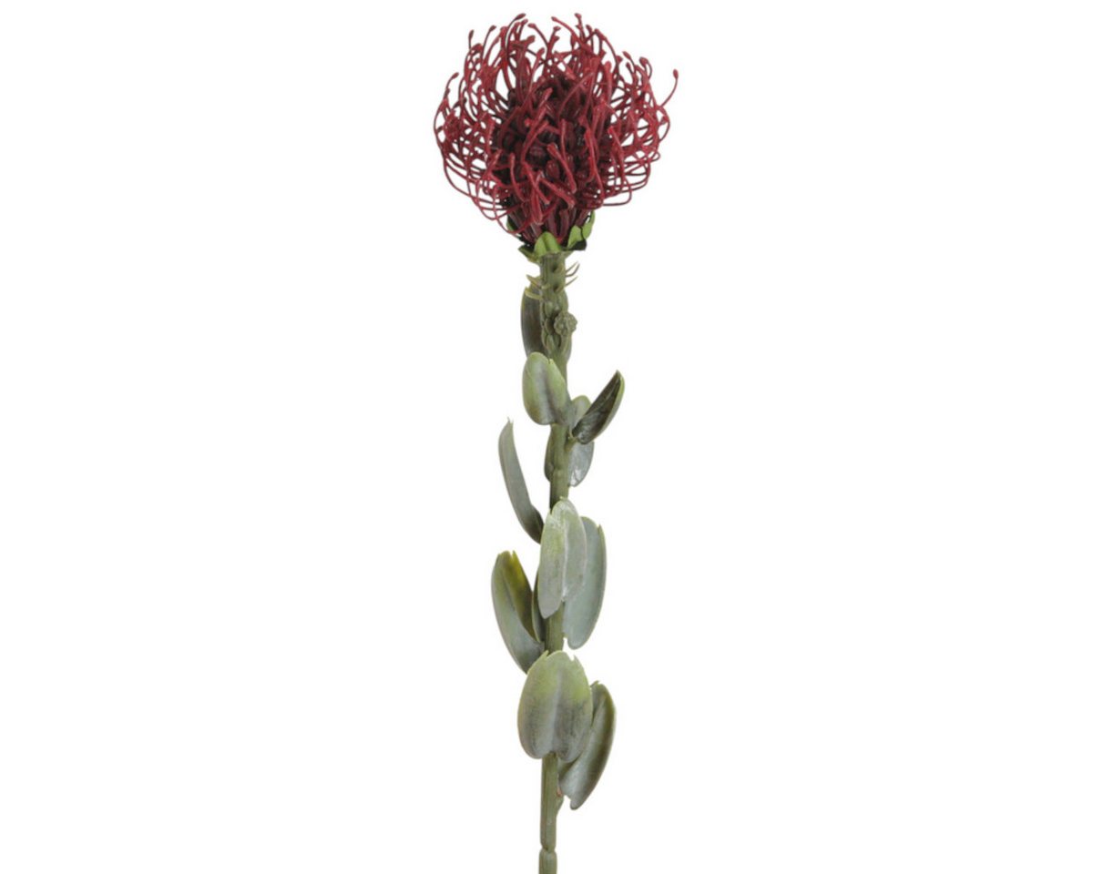 Kunstblume Kunstblume PROTEA. 61 cm. Zuckerbusch in BURGUND, Floratexx GmbH, Höhe 61.00 cm
