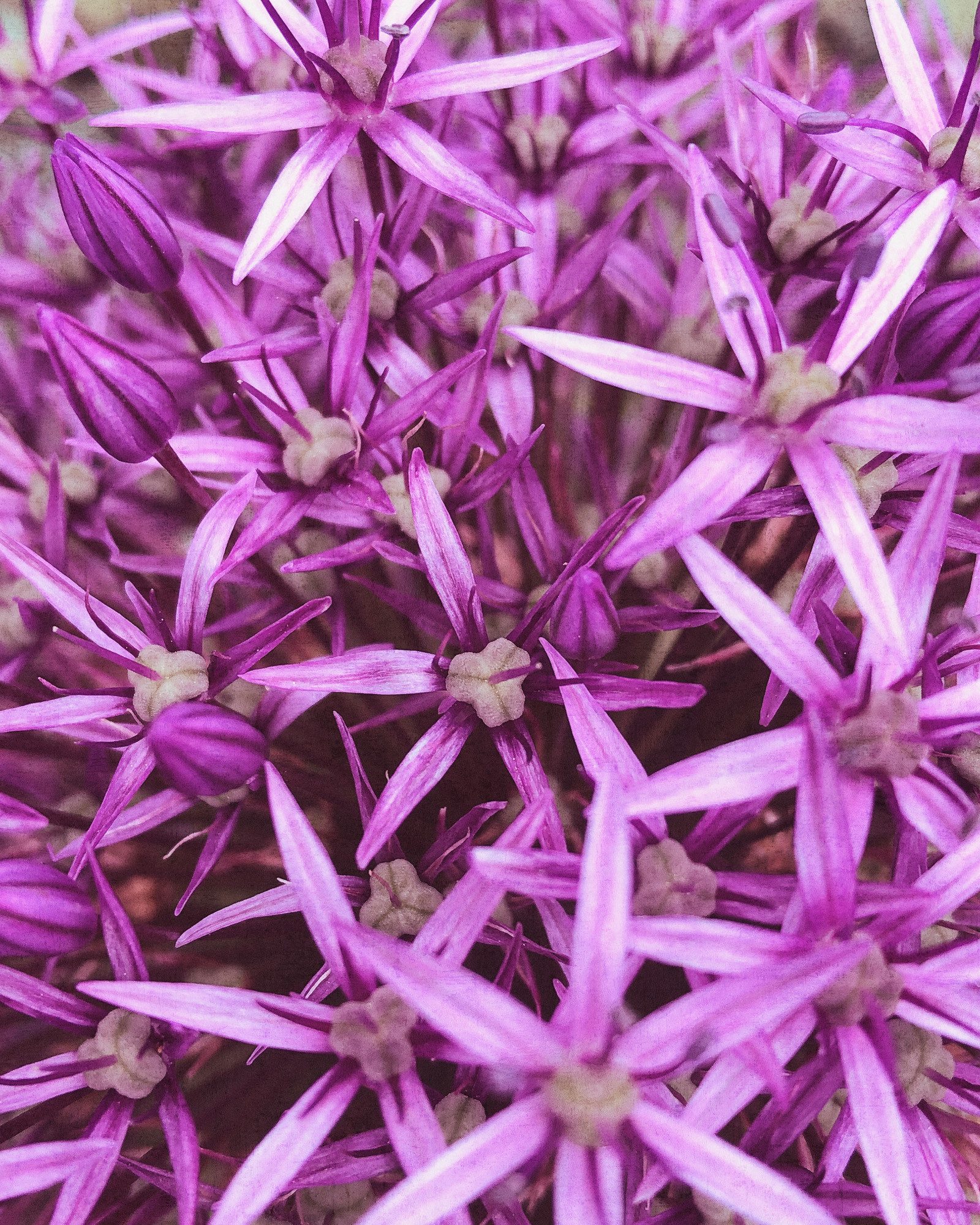 Rasch Fototapete Blumenblüte - Vliestapete Lila, floral, bedruckt, (1 Rolle, 1 St., Kollektion 'Magicwalls' - 2,65 m x 2,12 m), Lichtbeständige Farben - Feucht abwischbar - Restlost abziehbar